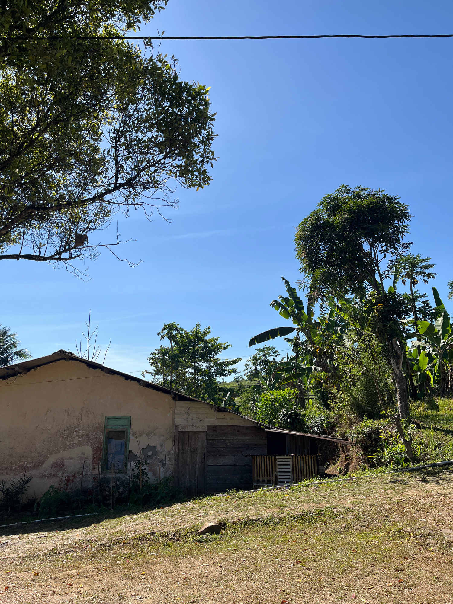 A medium shot captures an outdoor scene with a weathered, single-story building and lush vegetation under a clear blue sky. The building, positioned on the left side of the frame, has a beige, peeling facade with a green-framed window. To its right, a wooden extension with a corrugated roof juts out, featuring a wooden door and a slatted wooden enclosure. The ground in front of the building is a mix of dry dirt and sparse, dry grass, with a few scattered leaves and a small rock.
Behind the building, a dense canopy of green trees and banana plants rises, creating a vibrant backdrop. The foliage is thick and varied, with some trees taller than others, and the overall impression is one of a tropical or subtropical environment. A power line stretches across the top of the image, intersecting with the branches of a large tree in the upper left. The scene is illuminated by bright sunlight, casting shadows and highlighting the textures of the building and the natural elements. No people are visible in the image. The location is identified as Tomblo, Indonesia, suggesting a rural or semi-rural setting.