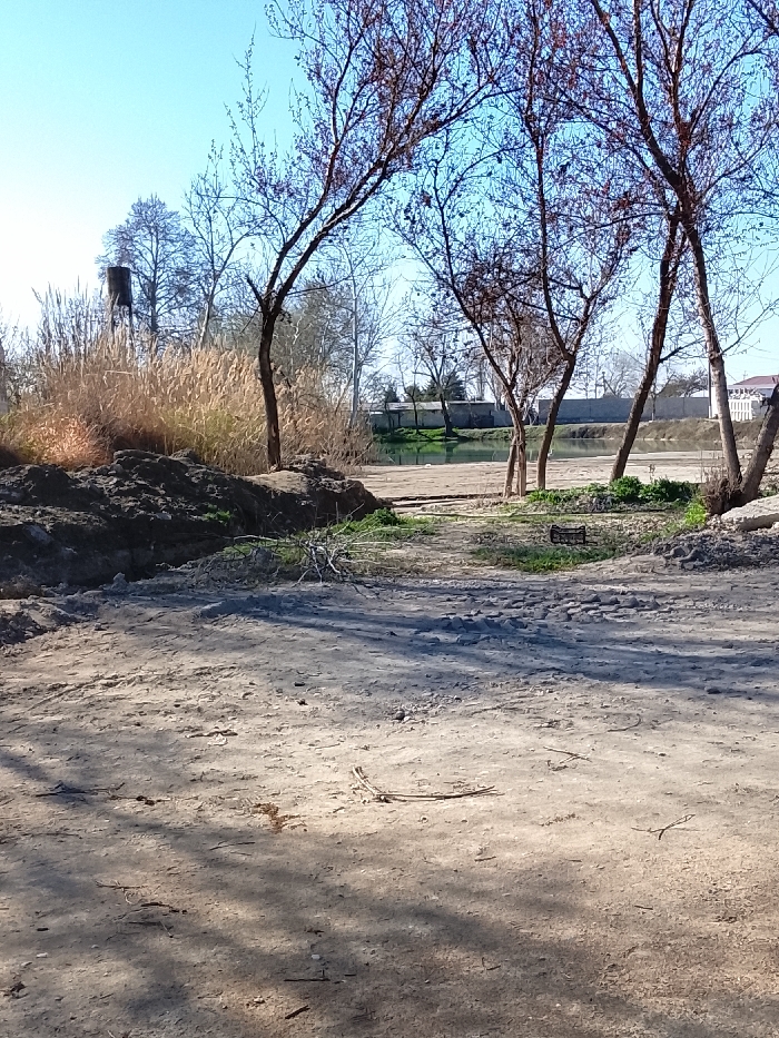 This image depicts an outdoor, unpaved area in Yangi Chinoz, Uzbekistan, under a clear, bright blue sky. The foreground shows light brown dirt ground with visible tire tracks or pathways and scattered small branches. Shadows are cast across the ground from the left. In the midground, a dark, irregular mound of earth supports sparse green vegetation on the left. Multiple leafless deciduous trees with dark, slender trunks and branches are positioned across the midground, framing a view towards a body of water. A black plastic crate rests on the ground amidst some sparse green growth between these trees. Beyond the trees, a calm, light-colored body of water, likely a pond or canal, extends horizontally across the scene. On the far bank of the water, a dense growth of tall, dry, light brown reeds and grasses is visible on the left. Behind this vegetation, a dark, cylindrical water tower stands. Further to the right in the background, low-lying structures with light-colored walls and additional trees are present. On the far right background, a partial view of a white building with a reddish roof is discernible. No people, active subjects, specific actions, or direct interactions are visible within the frame.