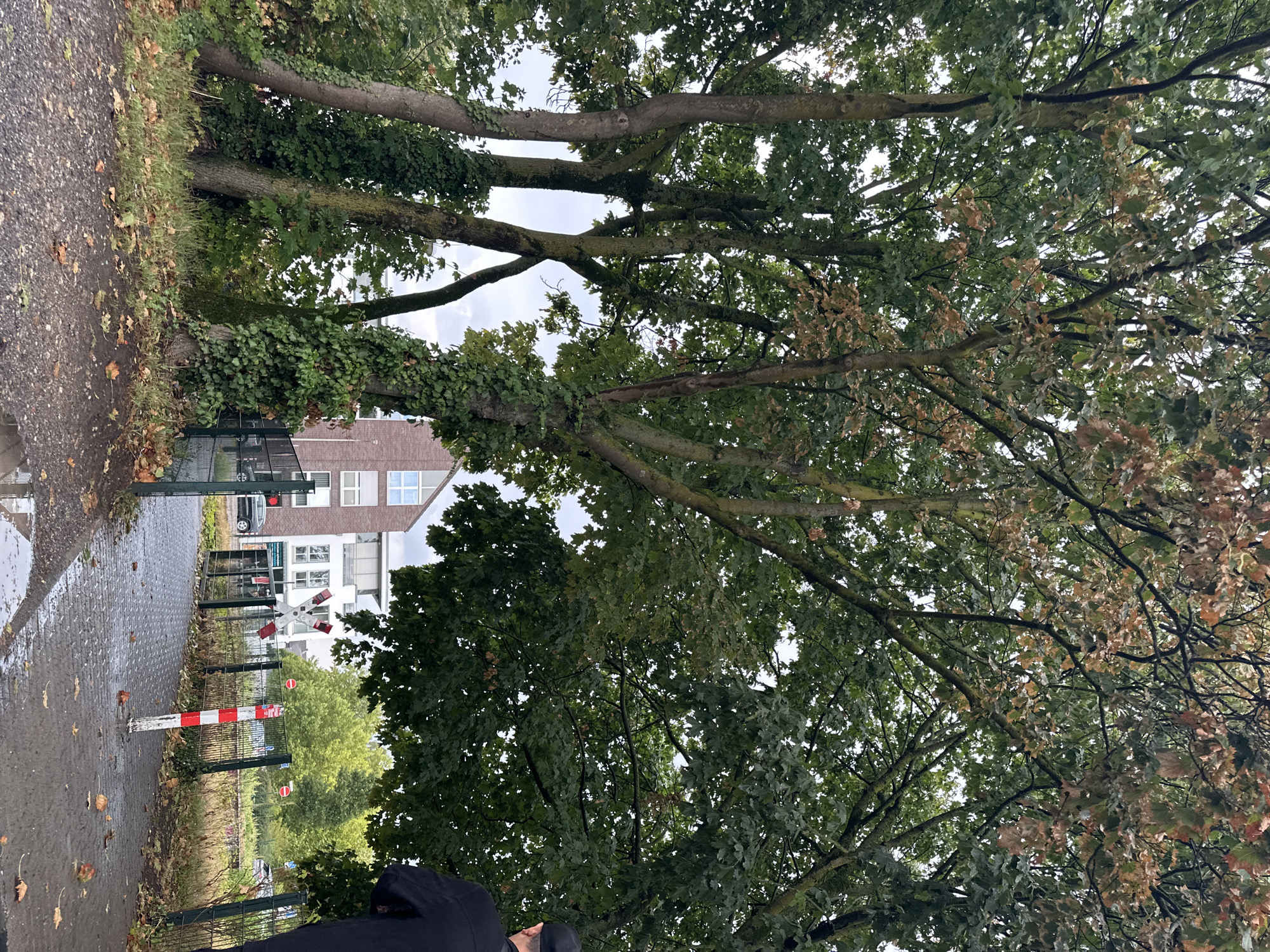 The image shows a street scene in Krefeld, Germany, possibly near a railway crossing. In the foreground, a wet, paved walkway leads towards a closed railway crossing gate with red and white striped bollards. Several large trees with green and some brown leaves dominate the left and center of the frame, with ivy climbing up their trunks. Behind the trees, a brick building with white windows and a modern white building with multiple windows are visible. The background features more trees, some with bright green foliage, and a street with a car and a traffic light. A person wearing a black jacket and a black cap is partially visible on the right side of the image, facing away from the camera. The overall atmosphere suggests an overcast or rainy day, given the wet ground and reflective puddles.
