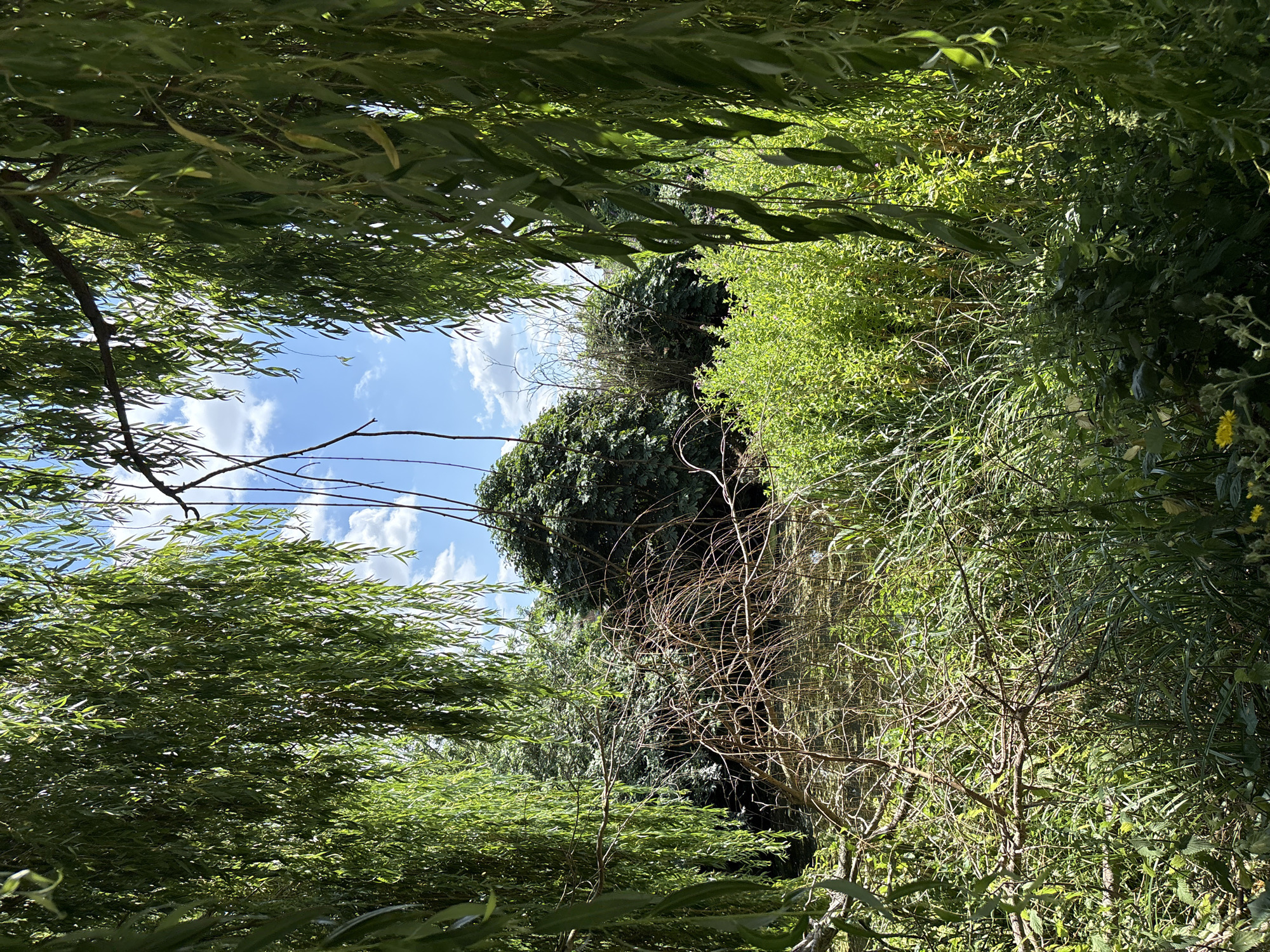 A bright, sunny outdoor scene features a view through the drooping branches of a weeping willow tree, framing a pond or marshy area. Lush green foliage and tall grasses surround the water, which is partially obscured by fallen branches. In the distance, a dense cluster of trees creates a backdrop against a blue sky dotted with white clouds. The scene is natural and untamed, evoking a sense of peaceful seclusion. The location is identified as Chelmsford, United Kingdom.