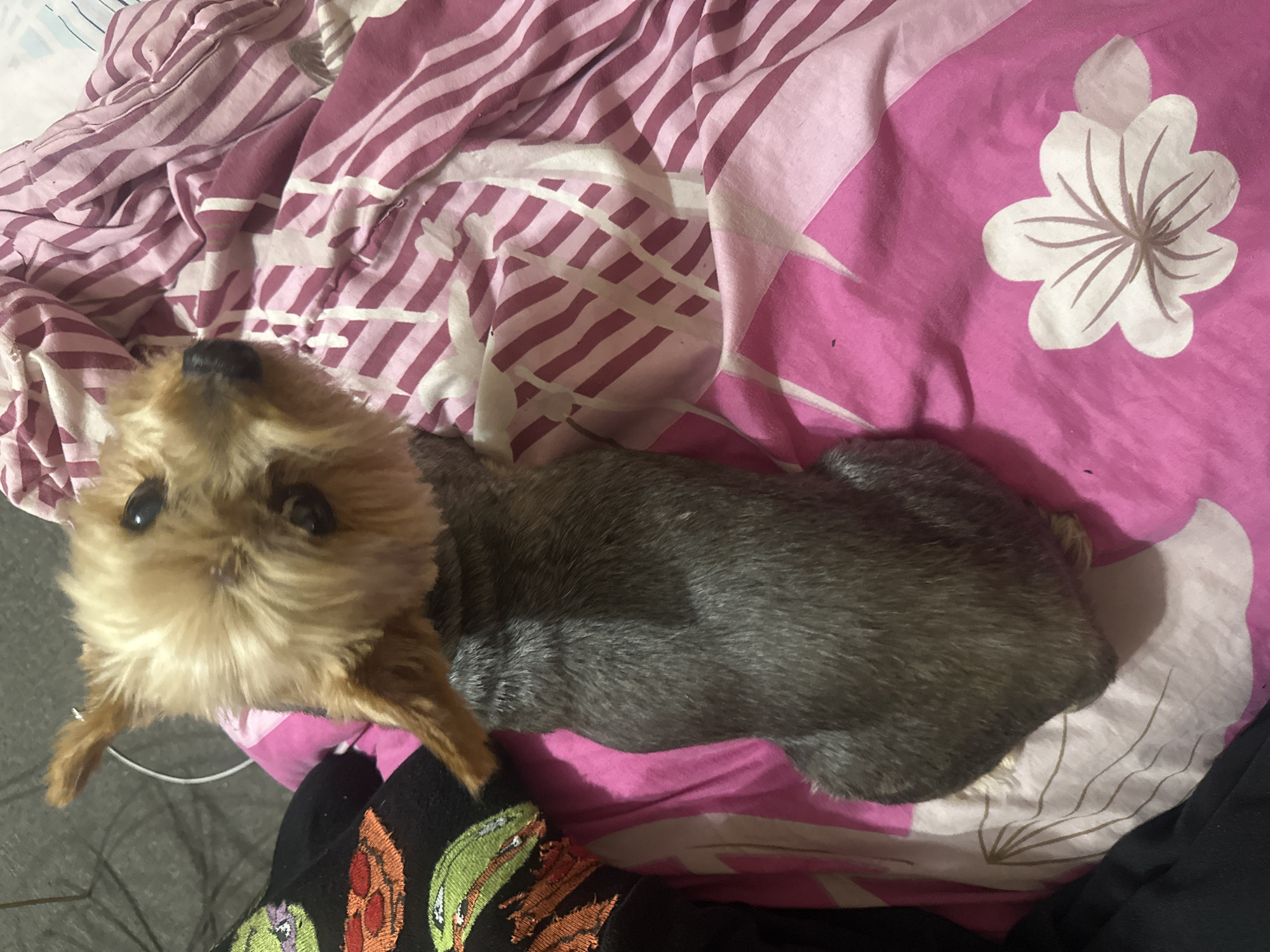 A small dog with tan and gray fur is lying on a pink and white patterned bedspread. The dog is positioned with its head pointing upwards in the frame. A portion of a person wearing a black shirt with patterned embroidery is visible at the bottom of the image. The location, Machukhy, Ukraine, is not discernible from the image.