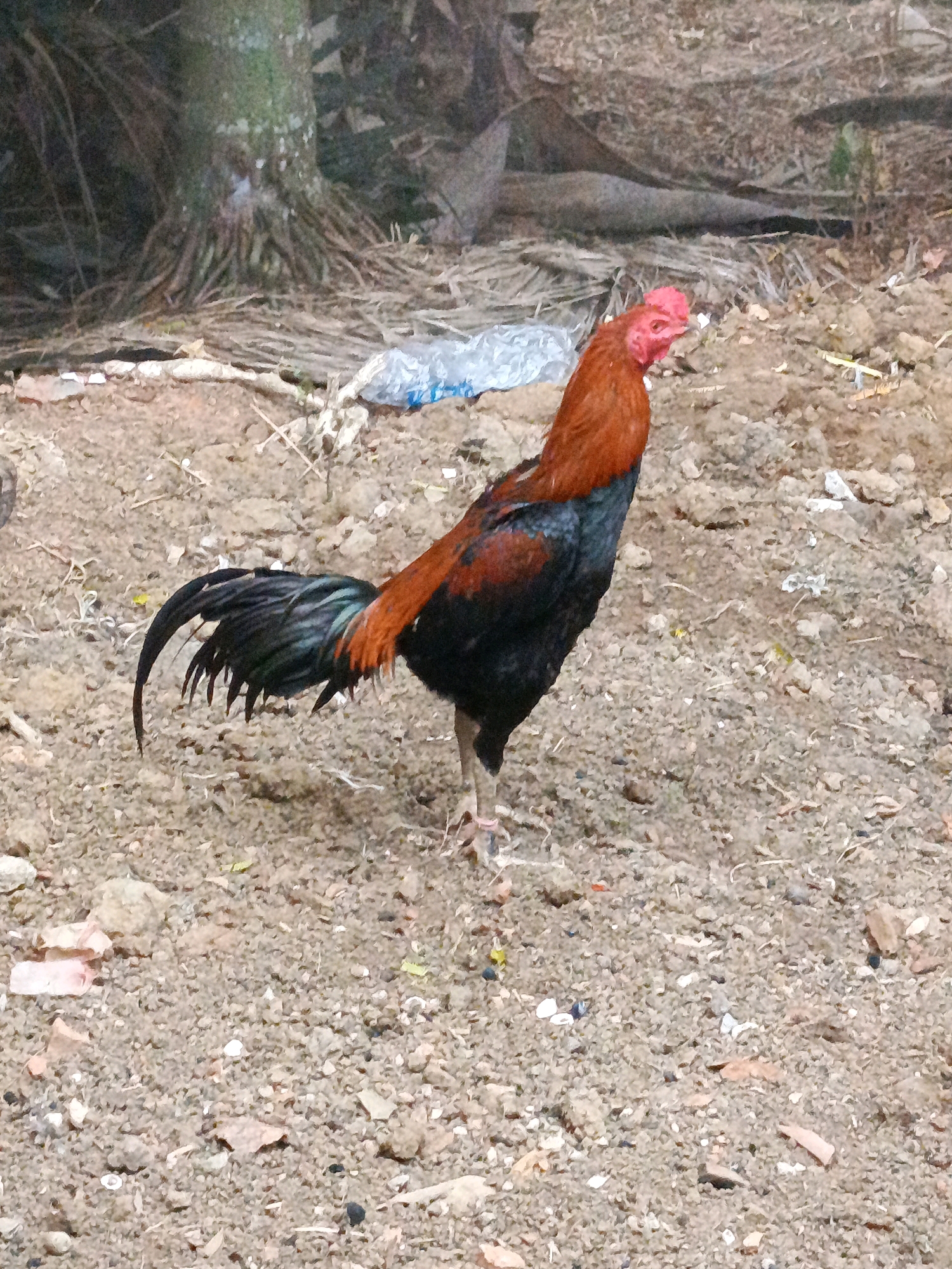 A rooster stands in a dirt lot, its body a mix of reddish-brown and black feathers. Its bright red comb stands out against its head. The ground is a mixture of dirt, small stones, and some debris, including what appears to be pieces of plastic and broken pottery. In the background, a portion of a tree trunk is visible, surrounded by dried vegetation and what looks like palm fronds. The overall environment suggests a somewhat unkempt outdoor area. The image was taken in Megang Sakti I, Indonesia.