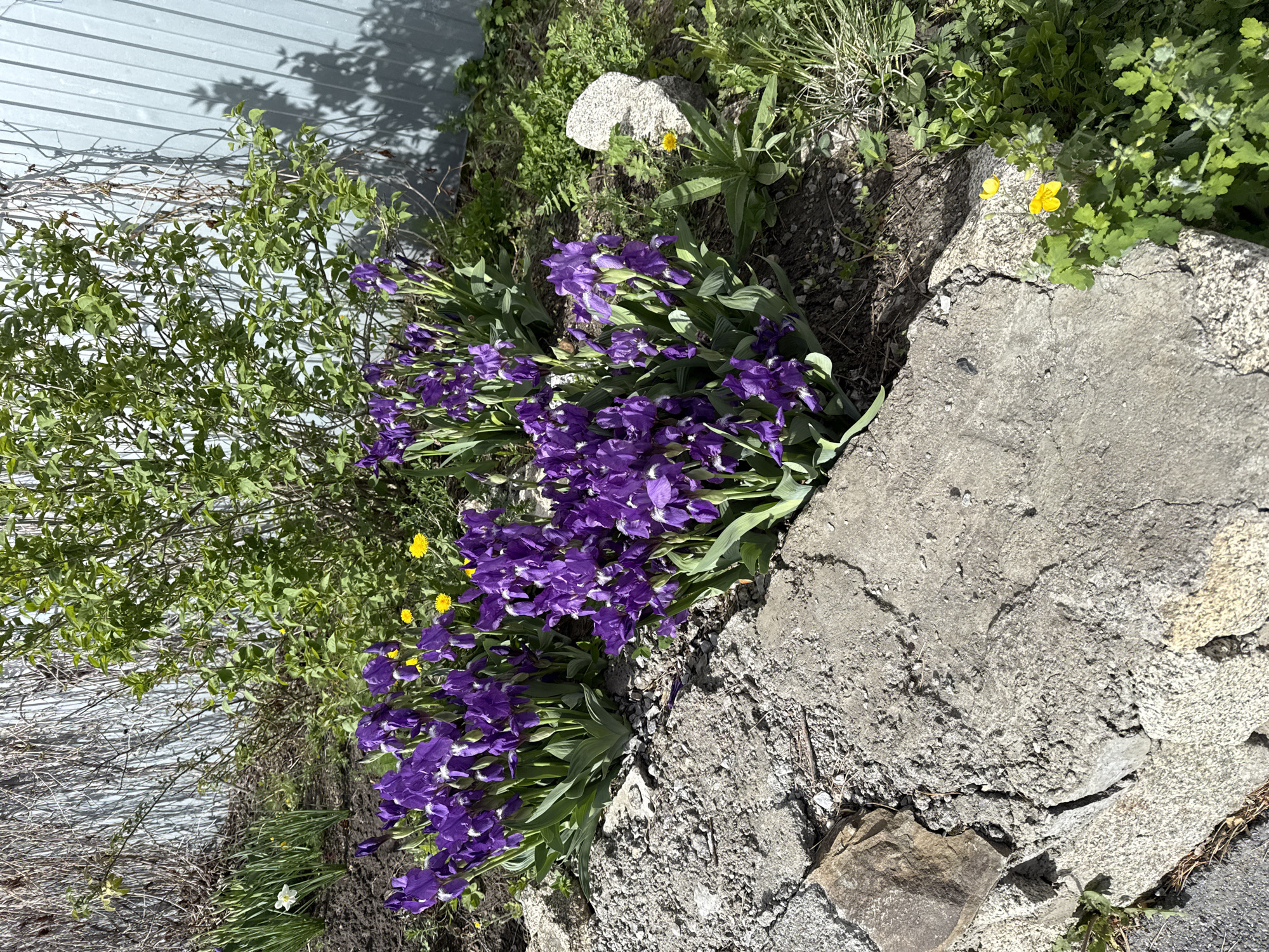 The image depicts a garden scene in an outdoor location in Dom Otdykha Zolotoy Plyazh, Russia. A large cluster of deep purple iris flowers, with visible green foliage, dominates the central area. The irises are growing adjacent to a rough, irregularly shaped grey stone or concrete structure. To the left of the irises is a bush with green leaves. A metal wall or fence is visible in the background. In the foreground and surrounding the flowers and stone, there's various greenery, including some yellow wildflowers. The scene is captured in natural daylight.