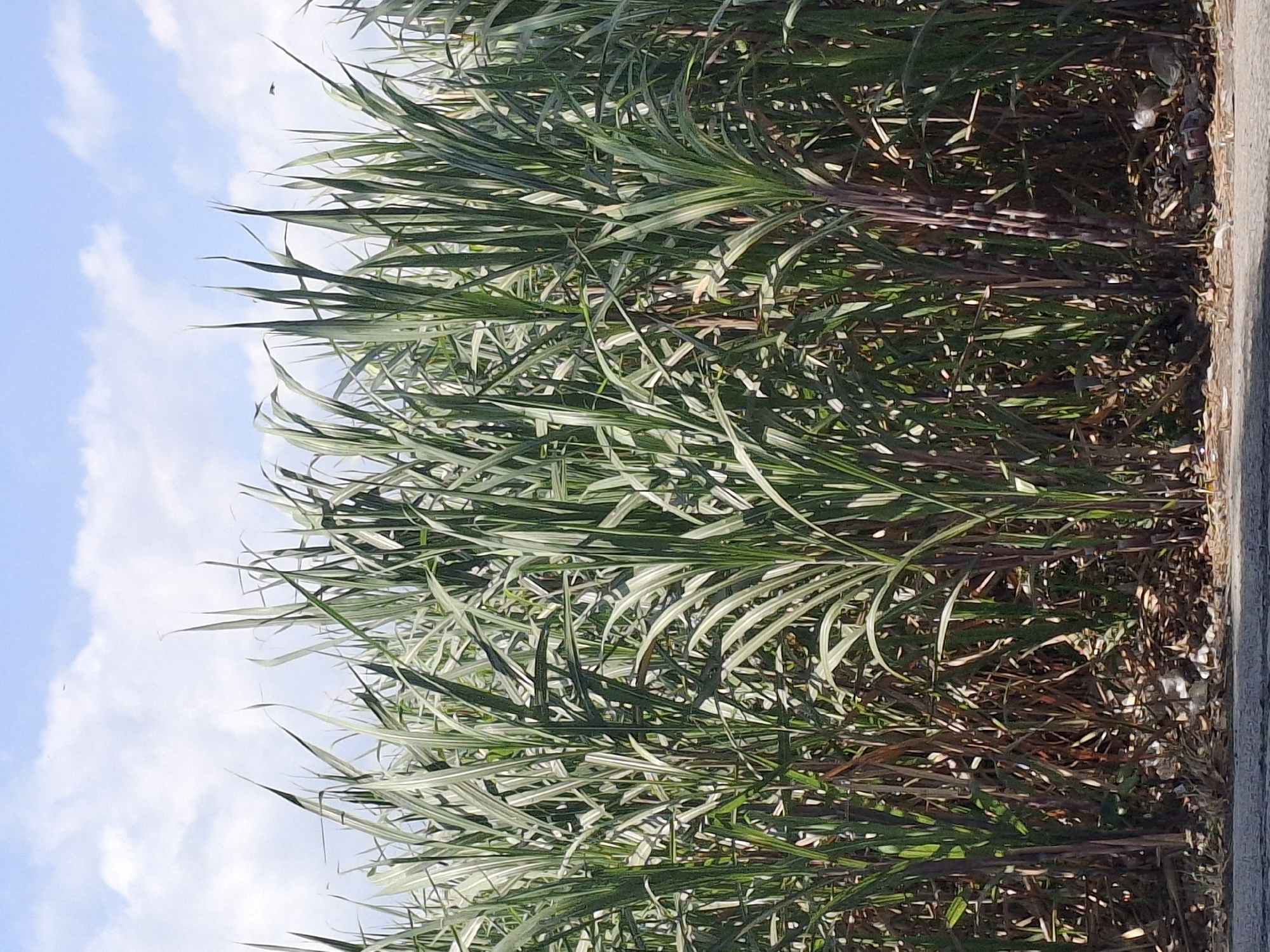 This image depicts a dense field of tall, green sugarcane plants, reaching towards a bright blue sky dotted with white clouds. The plants are lush and full, with long, blade-like leaves extending upwards. The stalks of the sugarcane are visible at the base, appearing purplish-brown in color. The ground in front of the sugarcane is covered with dry leaves, twigs, and some scattered pieces of white debris, suggesting a natural or rural setting. A paved surface, possibly a road or pathway, runs along the bottom edge of the image. The overall scene is natural and agricultural. There are no people or animals visible in the image. The location is identified as Jogotrunan, Indonesia.
