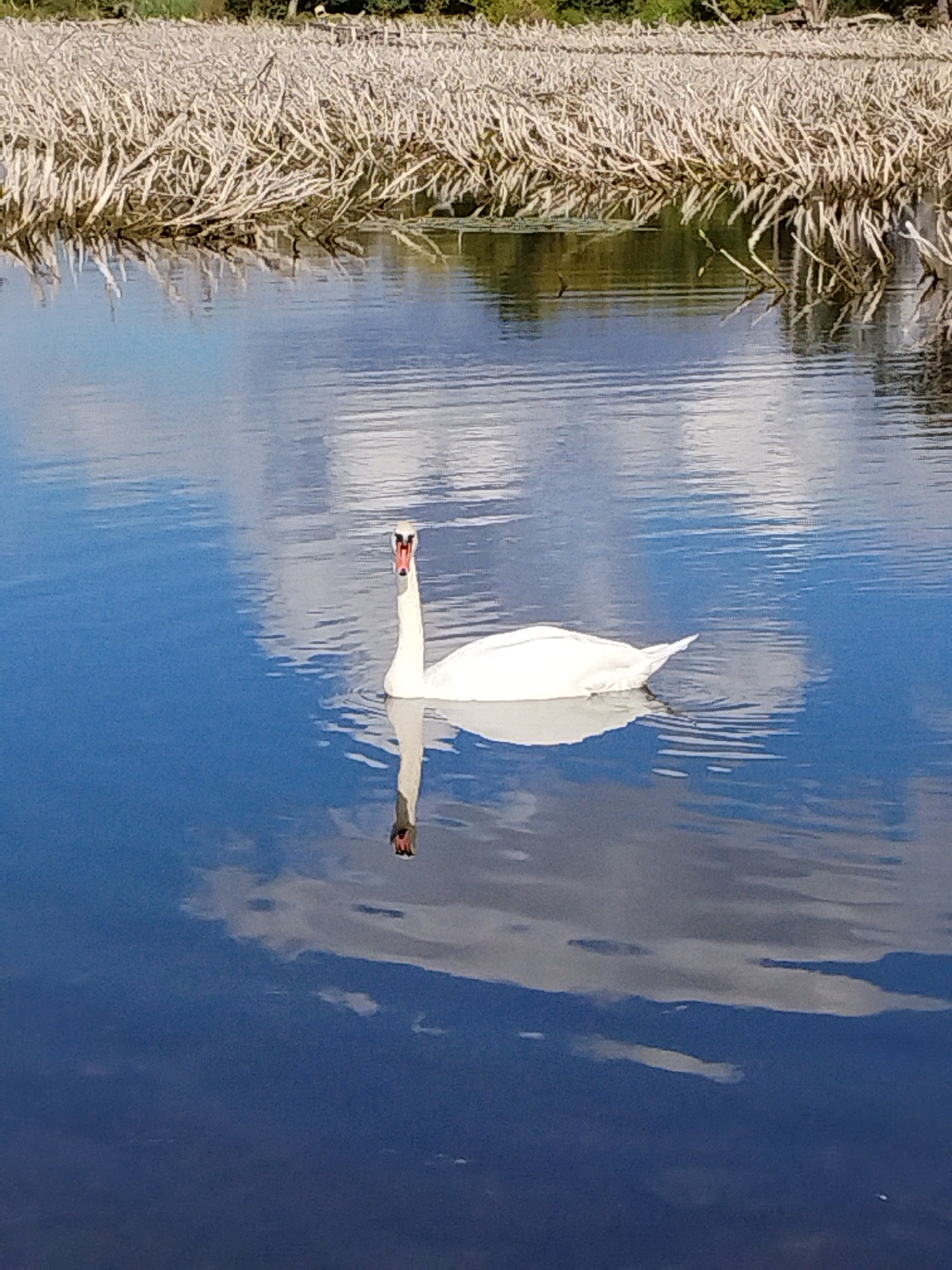 A white mute swan swims in the center of a body of water. The swan's head is raised and its beak is orange. The swan is reflected in the water below it, creating a symmetrical image. The water is a deep blue, with ripples on the surface. In the background, there is a dense growth of dry reeds along the edge of the water. The sky above is blue with white clouds, which are also reflected in the water. The scene appears to be in a natural setting, possibly a park or a lake.