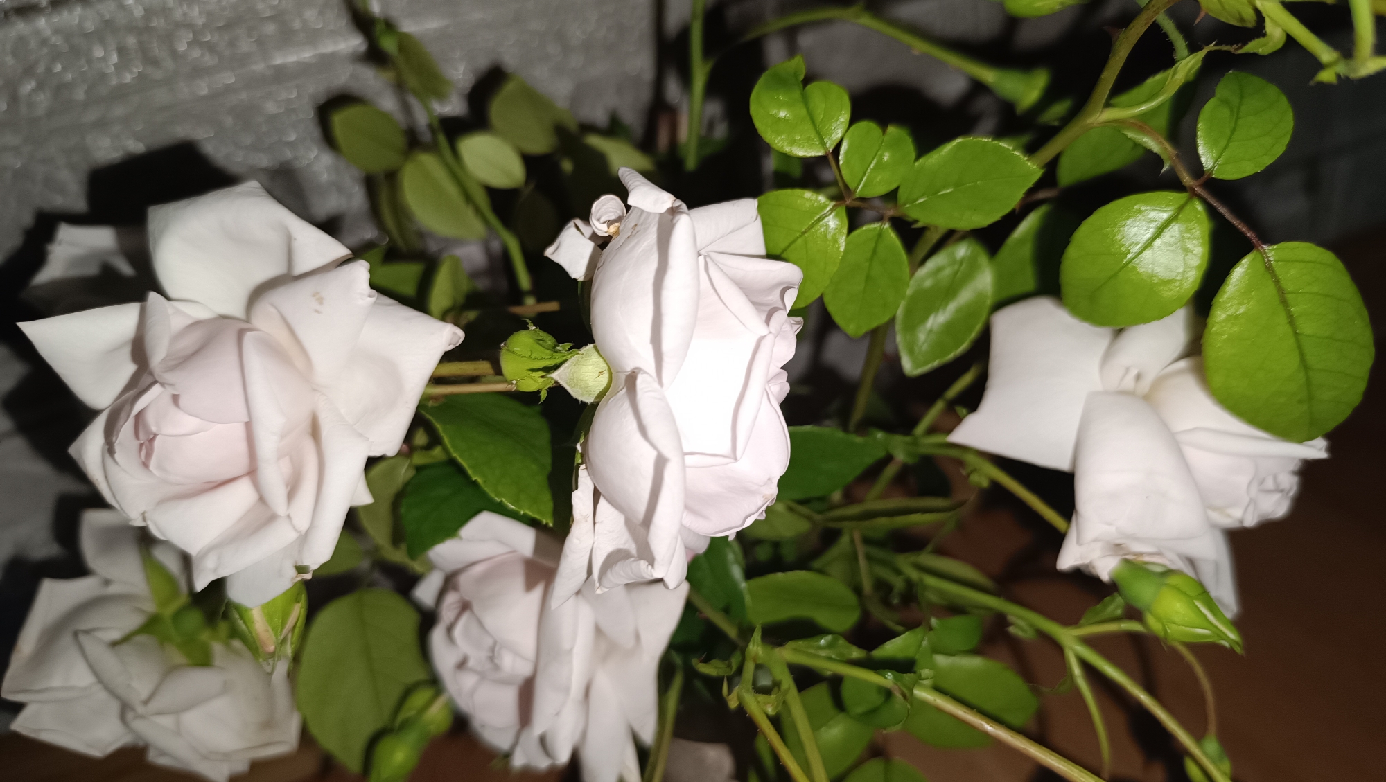 The image displays a close-up, eye-level, indoor shot of several white roses. The roses are in various stages of bloom, with some fully opened and others still in bud. They are interspersed with vibrant green leaves and thorny stems. The lighting suggests artificial illumination, casting shadows and highlighting the delicate texture of the petals. The background is blurred, showing a textured surface on the left and a darker, possibly wooden surface on the right. There is no indication of the city of Karsha, Russia, within the image content.