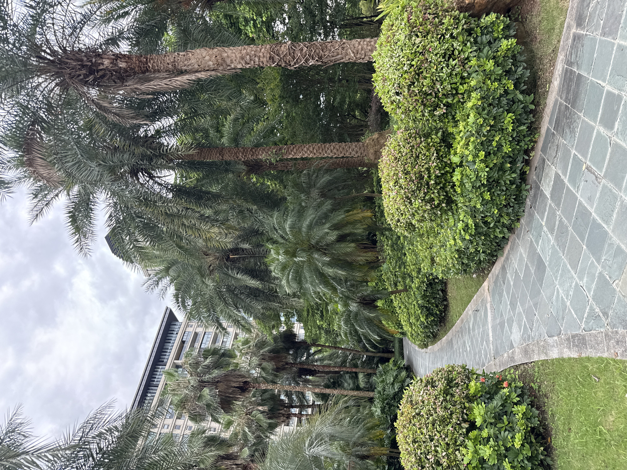 The image depicts a pathway curving through a lush, tropical garden in Tianhe District, China. The pathway is paved with square, grey-blue stone tiles arranged in a diamond pattern. To the left and right of the path are meticulously manicured bushes and hedges. Beyond the garden, a modern, multi-story building with a light-colored facade and dark window frames is visible, partially obscured by numerous tall palm trees with fronds of varying shades of green. The sky is overcast, with a cloudy, grey atmosphere. The scene appears to be a tranquil, well-maintained outdoor space, likely a public park or the grounds of a residential or commercial complex. There are no people or animals visible in the image.