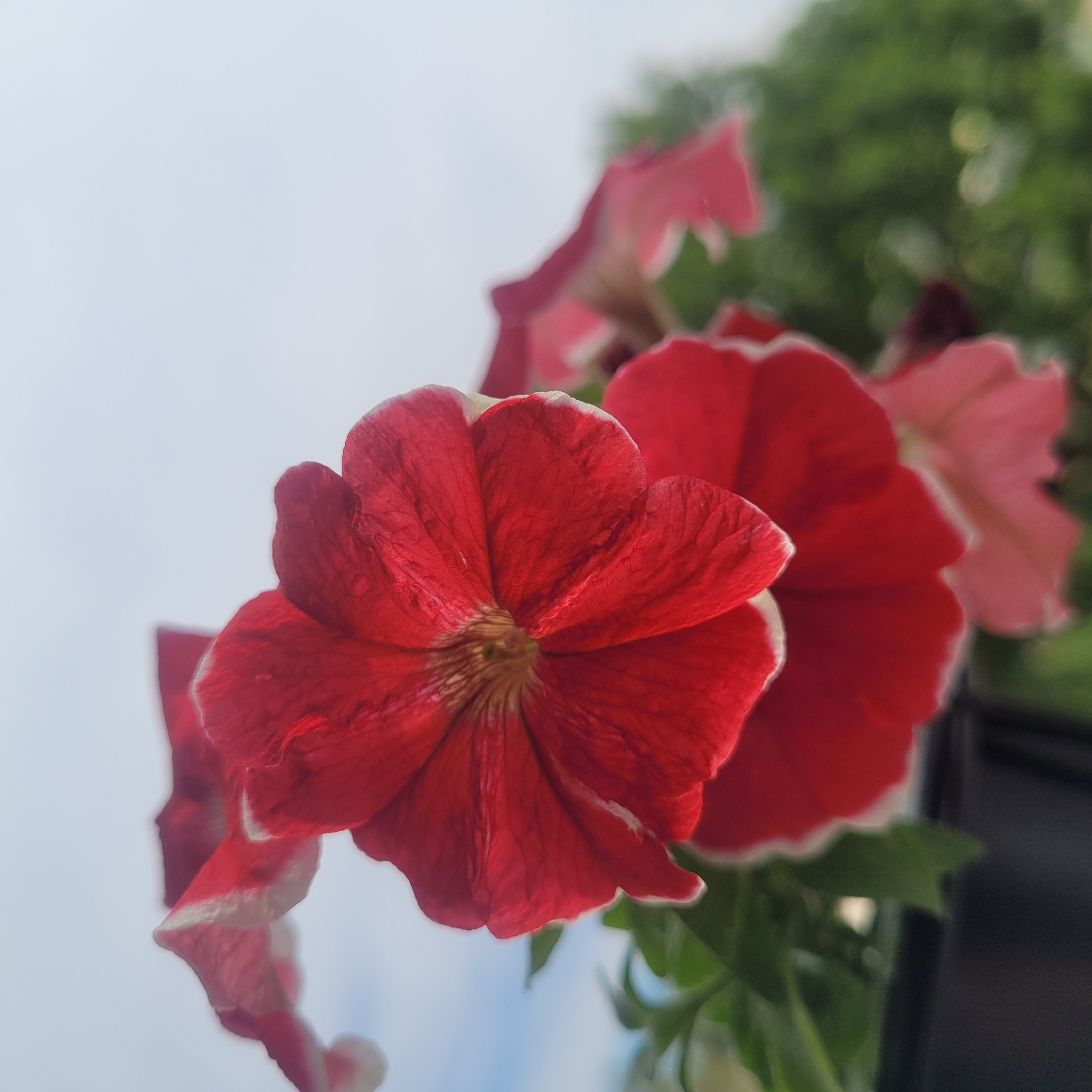 The image is a close-up, low-angle shot of red petunia flowers with white edges, set against a blurry background of greenery and sky. The focus is on the intricate details of the petals, with some flowers in sharp focus and others blurred. One prominent red petunia is centered in the foreground, its petals appearing delicate and slightly crinkled. Other red and pink petunias are visible further back, less defined. The overall impression is one of natural beauty and vibrant color. There are no people, actions, or interactions depicted, and the environment is indistinct. The image does not contain any information that would allow for its placement in Jūrmala, Latvia.