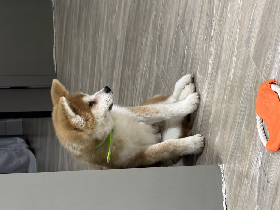 An Akita puppy with tan and white fur and a neon green collar is observed sitting on a light grey, wood-grain patterned floor in an indoor environment in Chaikovsky, Russia. The dog is positioned to the right of a light grey wall or furniture piece, facing towards the right side of the frame with its gaze directed slightly downwards. Its ears are erect, and its front paws are resting on the floor. In the immediate foreground, an orange and white dog toy, appearing to be a fabric and rope tug toy, lies on the floor. The background reveals a darker grey doorway or opening, with a lighter object, possibly bedding, faintly visible further back within the room. No human subjects are present.