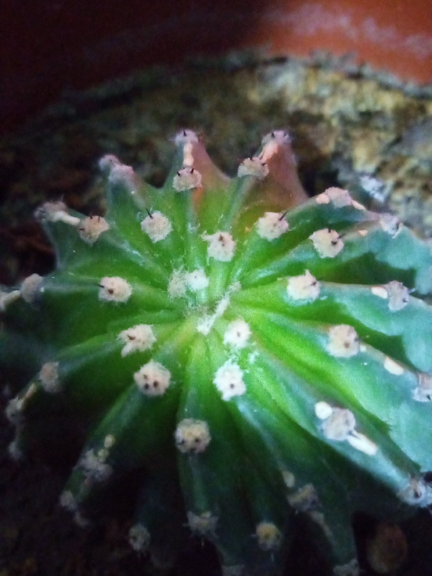 The media file is a close-up, eye-level shot of a green cactus, likely in a pot, with a blurred background. The cactus has numerous raised areoles, each adorned with small, fuzzy white glochids and tiny black spines. The plant exhibits a radial symmetry, with its ribbed surface curving towards the viewer. The lighting is dim, suggesting an indoor setting or an overcast day, and the colors are muted, with the green of the cactus dominating the frame. The texture of the soil is visible in the blurred background, appearing granular and mixed with small pebbles. The top of what appears to be a terracotta pot is also visible. No people are present in the image, and no discernible text is visible. The scene evokes a sense of stillness and natural beauty, typical of a botanical subject. Given the location context of Chirakchi, Uzbekistan, it's plausible that this cactus is part of a collection of desert or arid-climate plants, common in such regions. The image appears to have been taken with a low-resolution camera, contributing to the softness of the focus and the grainy texture. The overall impression is of a simple, yet detailed, botanical study.