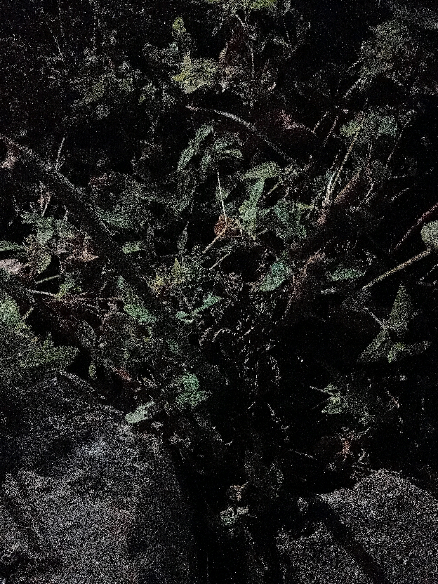 The image is a close-up, dimly lit shot of dense foliage and branches, with two distinct rocks in the foreground. The rocks appear to be rough and uneven, with one on the left side of the frame and another on the right. The vegetation is a mix of green leaves and brown twigs, creating a dark and somewhat obscured scene. The overall impression is that of a natural, untamed environment, possibly a park or a wooded area within a city. The specific location in Cikal, Indonesia is not discernible from the visual information provided in the image.