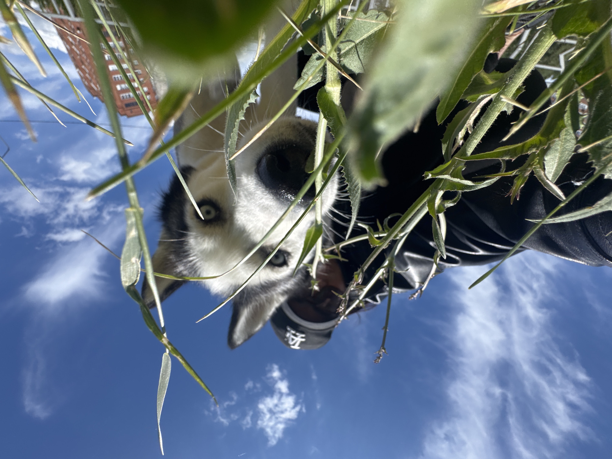 A low-angle shot shows a dog, a person, grass, and the sky. The dog, likely a husky, is white and black with striking blue eyes. It is looking down at the camera. A person wearing a black hat with a white "LA" logo and a black jacket is positioned behind the dog. The hat partially obscures their face. The photo appears to have been taken in a grassy area, with blades of grass framing the top of the shot. Behind the dog and person, a bright blue sky with wispy white clouds is visible. In the upper left corner of the frame, a portion of a brown brick building can be seen. The city is Unknown, Unknown.