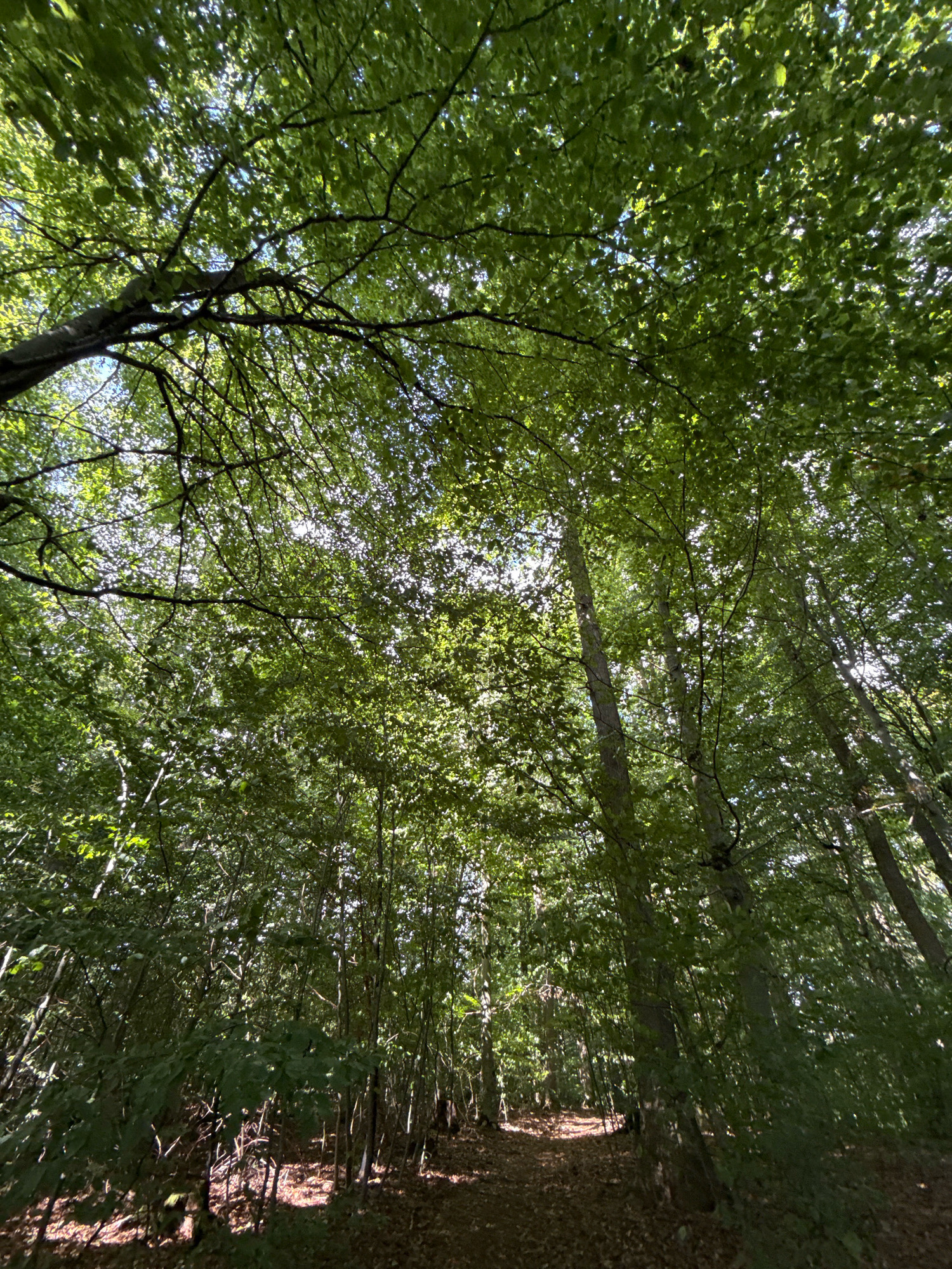 The image depicts a sun-dappled forest path in Bad Sachsa, Germany, looking upwards towards the dense canopy of green leaves. The path, covered in fallen leaves, recedes into the background, where the trees continue to grow densely. Sunlight filters through the leaves, creating a bright, ethereal effect. The scene is devoid of any people or animals, creating a tranquil and natural atmosphere. The image captures the lushness of the forest in a secluded area of Bad Sachsa.