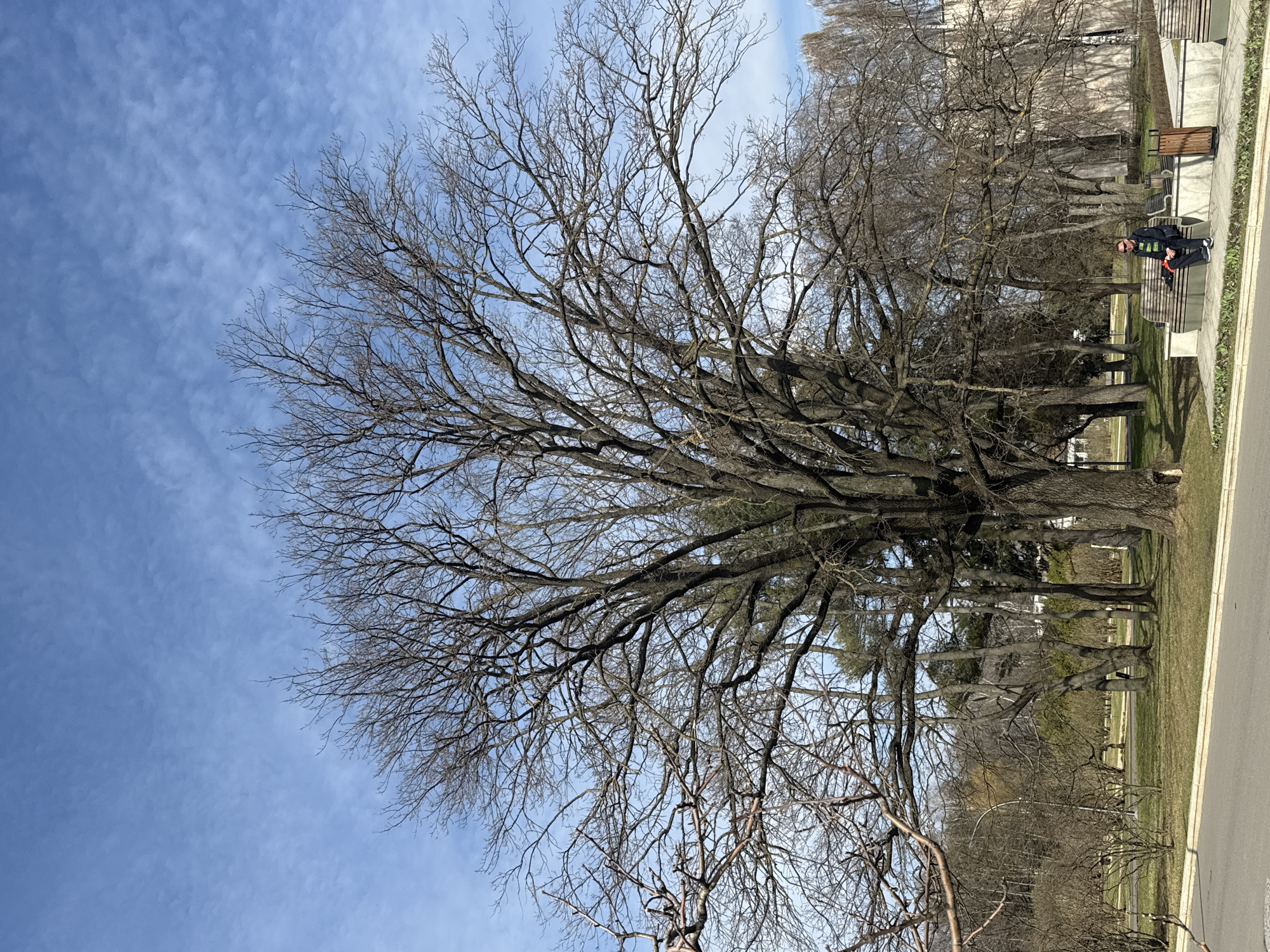 The image captures a winter scene in Moscow, Russia. A large, leafless tree dominates the foreground, its branches reaching across the sky, which is a pale blue with scattered clouds.
In the background, a row of benches lines a sidewalk. A man sits on one of the benches, clad in dark clothing, wearing sunglasses and sneakers. He appears to be relaxing.
The background features more trees and what looks like a building in the distance. The ground appears to be covered in dry grass. A road is visible along the right edge of the frame.
