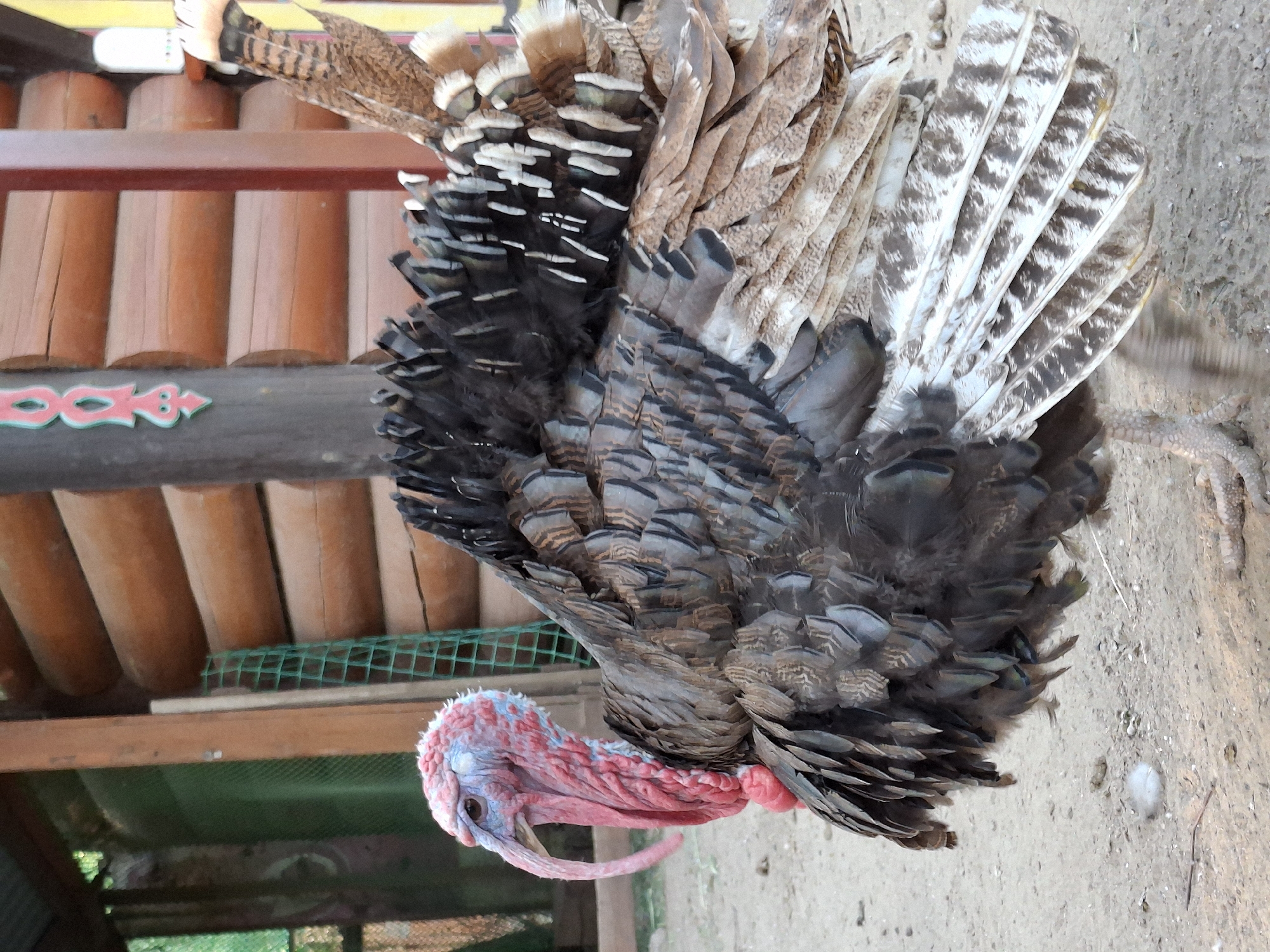 A turkey with mottled brown and black feathers is seen in Chaikovsky, Russia. Its neck and head display a mix of red and blueish-white skin. The turkey stands on a dirt surface adjacent to a wooden structure with orange-colored posts and decorative details. Green netting is visible within the wooden structure.