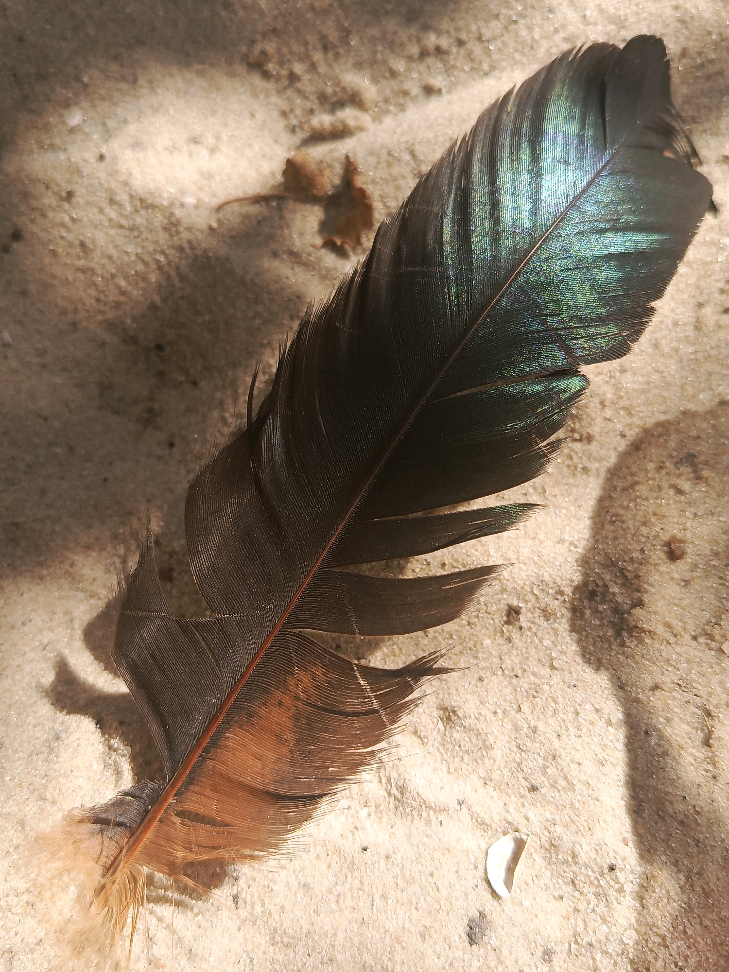 A single feather lies on a sandy surface. The feather is dark with iridescent green and blue hues on the upper portion, transitioning to a warm brown and lighter tan at the base. It is partially illuminated by sunlight, casting a shadow to its left. The sandy environment appears to be a beach or a similar natural area, with fine grains of sand and small specks of debris. There are no people or other animals present in the image.