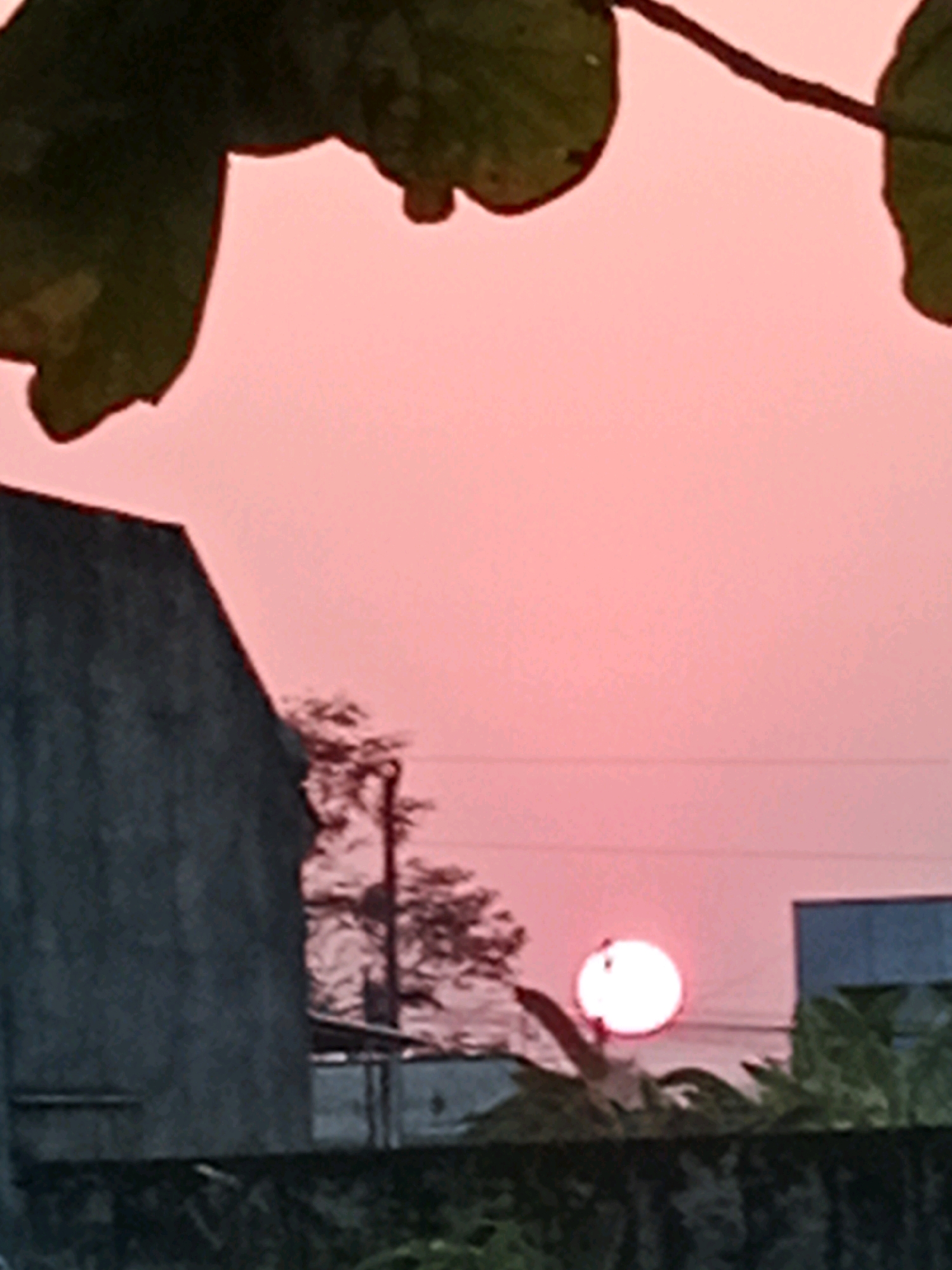 The image depicts a sunset scene in Waru, Indonesia. In the foreground, dark green leaves partially obscure the view from the top left. A gray, textured building dominates the left side of the frame. In the middle ground, a bare tree stands to the right of the building, with a faint silhouette of a structure behind it. The setting sun, a bright white orb with a subtle pink glow, is positioned in the lower right quadrant of the sky, partially obscured by foliage. A modern blue-toned building is visible to the right of the sun. The sky is a soft, hazy pink, characteristic of sunset.