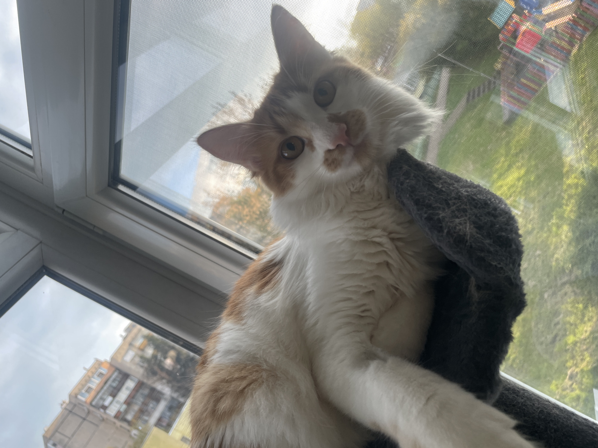 A domestic cat with striking white and orange/ginger fur is the central subject, captured in a low-angle shot looking directly at the camera. Its head is tilted, and it displays large, round, light brown eyes and a pink nose, conveying an inquisitive expression. The cat appears to be indoors, positioned near or on a window sill, with a section of a grey, fuzzy cat tree or bed visible on its right.
Behind the cat is a white UPVC window frame. The window pane is covered by a fine mesh screen, through which an outdoor scene is visible. The bright, diffuse light suggests it is daytime, likely a cloudy or overcast day.
Through the window screen, a residential area in Razgrad, Bulgaria, can be observed. To the lower left, a multi-story apartment building with numerous windows is partially visible. To the upper right, a colorful, multi-level structure, possibly a children's playground or outdoor furniture, stands against a backdrop of green grass and trees. The presence of green foliage indicates it's not winter.
The window screen shows some minor dust or imperfections. There is no visible text in the image.