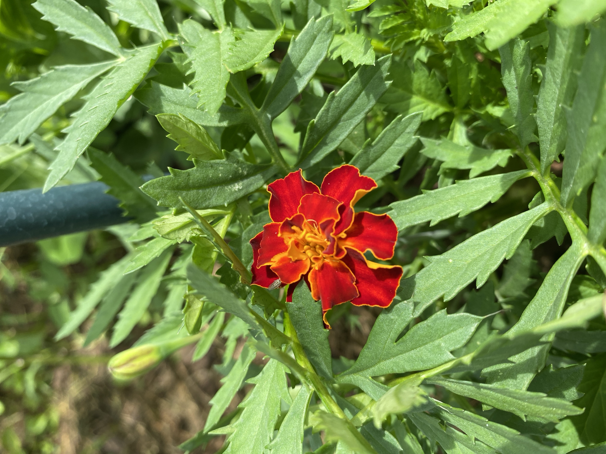 A close-up, eye-level shot showcases a vibrant red and orange marigold flower with serrated green leaves. The flower is in the center, its petals unfurling in a layered pattern, with the edges tinged yellow. The leaves are rich green, with distinct sawtooth edges, and are clustered around the bloom. A small, light-colored insect is visible on one of the petals. The background is a blur of green foliage and brown earth, suggesting an outdoor garden setting. A faint shadow is cast on the leaves from an unseen light source.