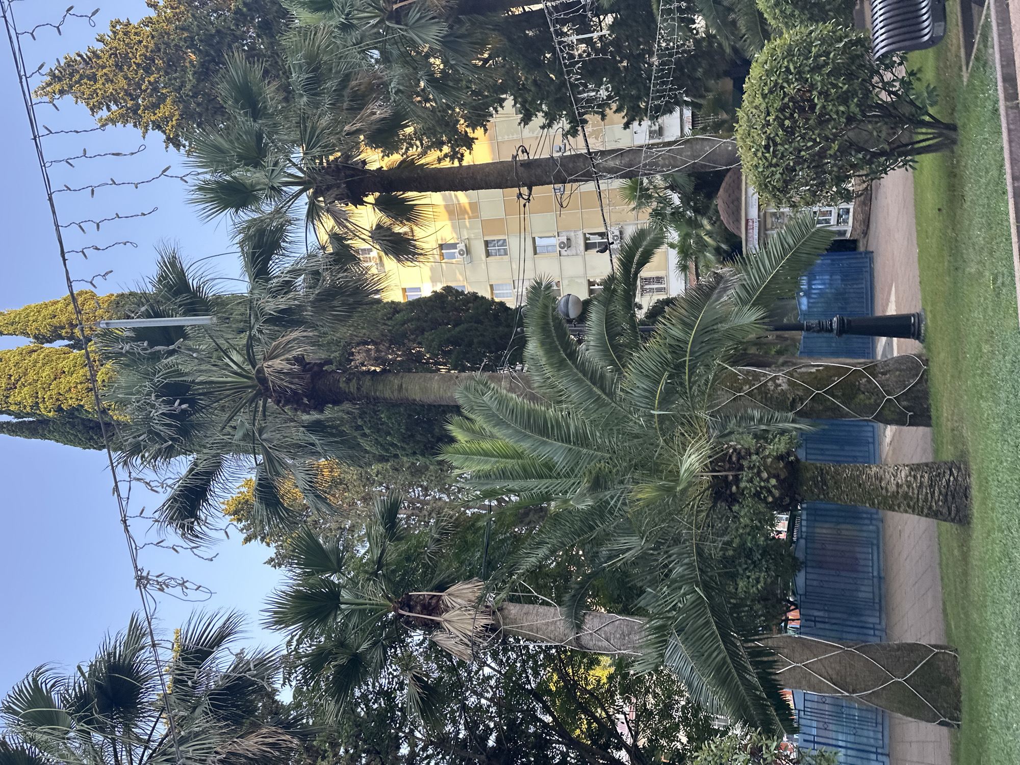 The image depicts a sun-drenched outdoor scene, likely in Sochi, Russia, with a variety of palm trees dominating the foreground and midground. The trees exhibit different heights and leaf densities, with some appearing older and taller, while others are younger and bushier. One of the palm trees in the center is wrapped in what appears to be decorative netting or protective material. In the background, a multi-story building with a beige and yellow facade is visible, featuring numerous windows and air conditioning units. The sky is a clear, bright blue, suggesting fair weather. Strands of small lights are strung across the scene, adding a festive or decorative touch, possibly indicating a public space or park. A blue metal fence runs along the left side of the image, partially obscured by the palm trees. A dark lamppost stands near the center-left, and a lush green bush is situated to the right, next to a park bench. The ground is covered with green grass and a paved walkway. The overall impression is a tropical or subtropical urban environment, possibly a park or boulevard in Sochi.