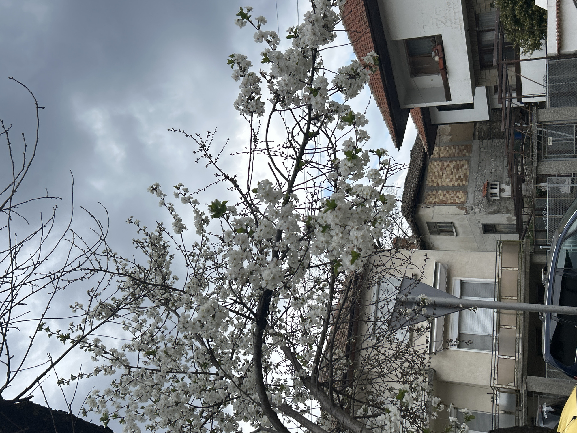 The image captures a view in Zlatograd, Bulgaria, featuring a blossoming tree in the foreground. The tree is covered in white flowers with some green leaves, contrasting with the predominantly bare branches. Behind the tree is a row of buildings with varied architectural styles, ranging from older brick structures to more modern stucco facades. A triangular street sign on a metal pole is visible. A dark blue car is partially visible on the right side of the frame. The sky is overcast with dark, stormy clouds.