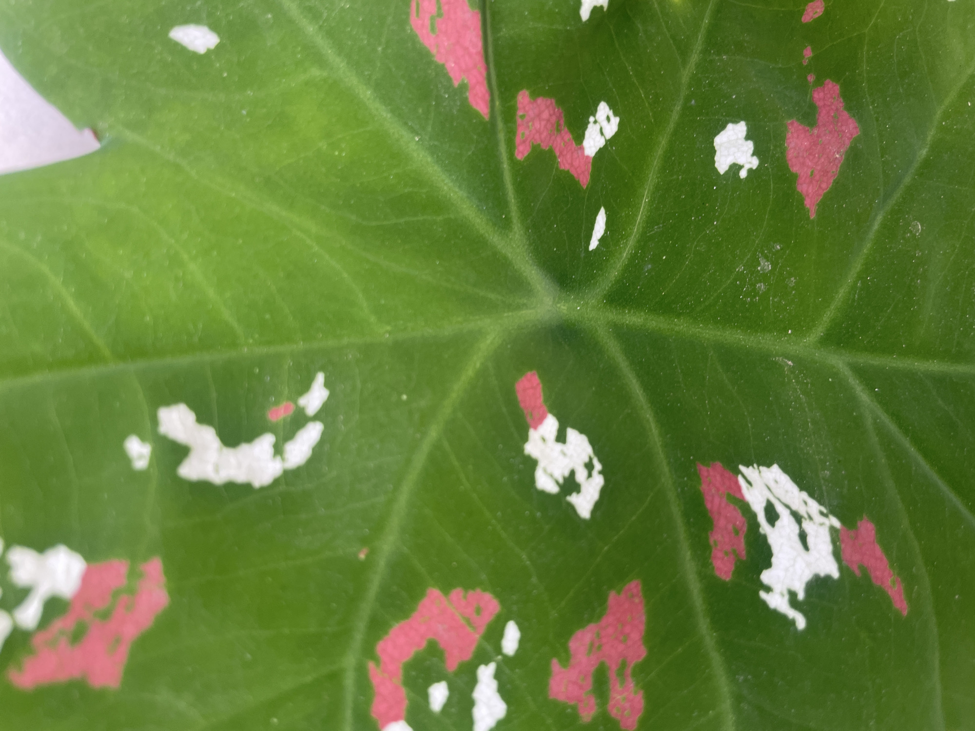 The image shows a close-up of a green leaf with pink and white variegation. The leaf veins are clearly visible. The location is not specified in the image, but the prompt mentions Jos, Nigeria.