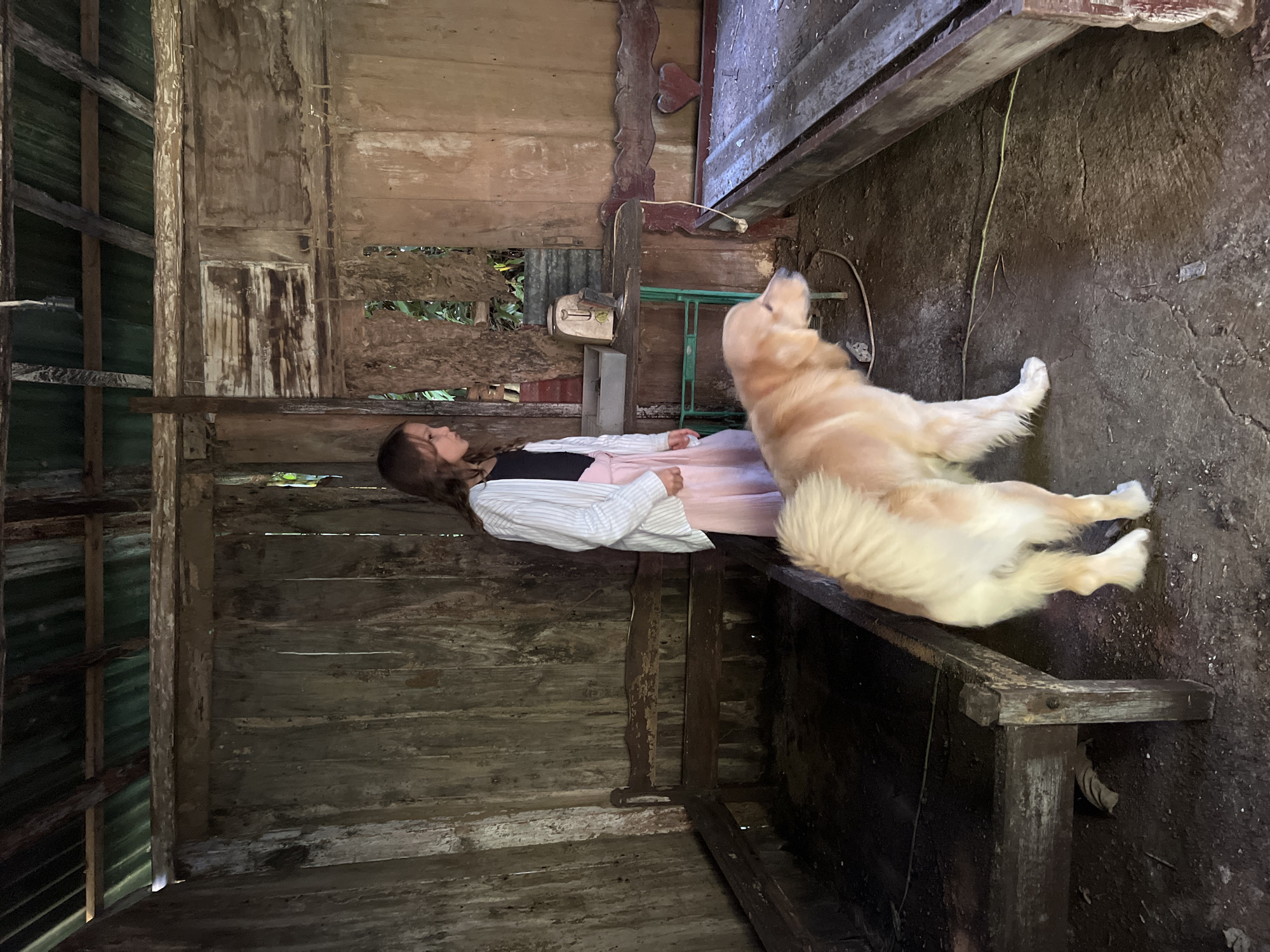 A young girl wearing a white and blue striped shirt over a pink skirt stands in a rustic, open-sided wooden structure with a corrugated metal roof. She is looking to her right. A golden retriever dog stands in the foreground, facing away from the viewer and looking to its right. The structure contains two simple wooden bed frames, one on the left and one on the right, both appearing aged and weathered. In the background, on a table supported by a green metal frame, is a small white appliance that resembles a toaster. The environment is dimly lit, with natural light filtering in from the open sides. The ground appears to be dirt or concrete. The overall impression is one of simplicity and perhaps a rural or abandoned setting.