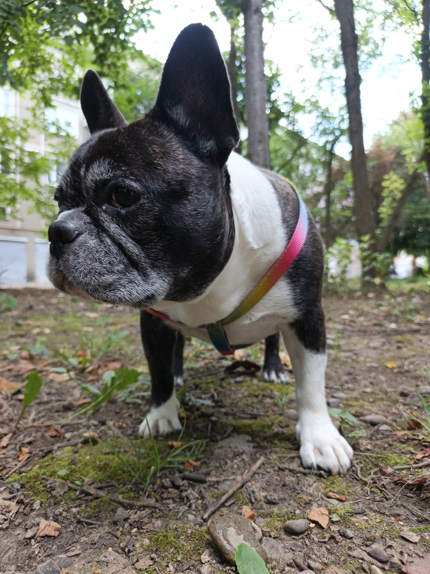 The image is a low-angle, full-shot photograph of a brindle and white French Bulldog wearing a rainbow-colored harness. The dog is standing on a patch of ground covered with dry leaves, moss, and small stones. The background features trees with green foliage and a building that appears to be two or three stories high. The lighting suggests it is daytime, possibly overcast. The composition focuses on the dog, with the environment serving as a backdrop. The scene is set in an outdoor, park-like area.