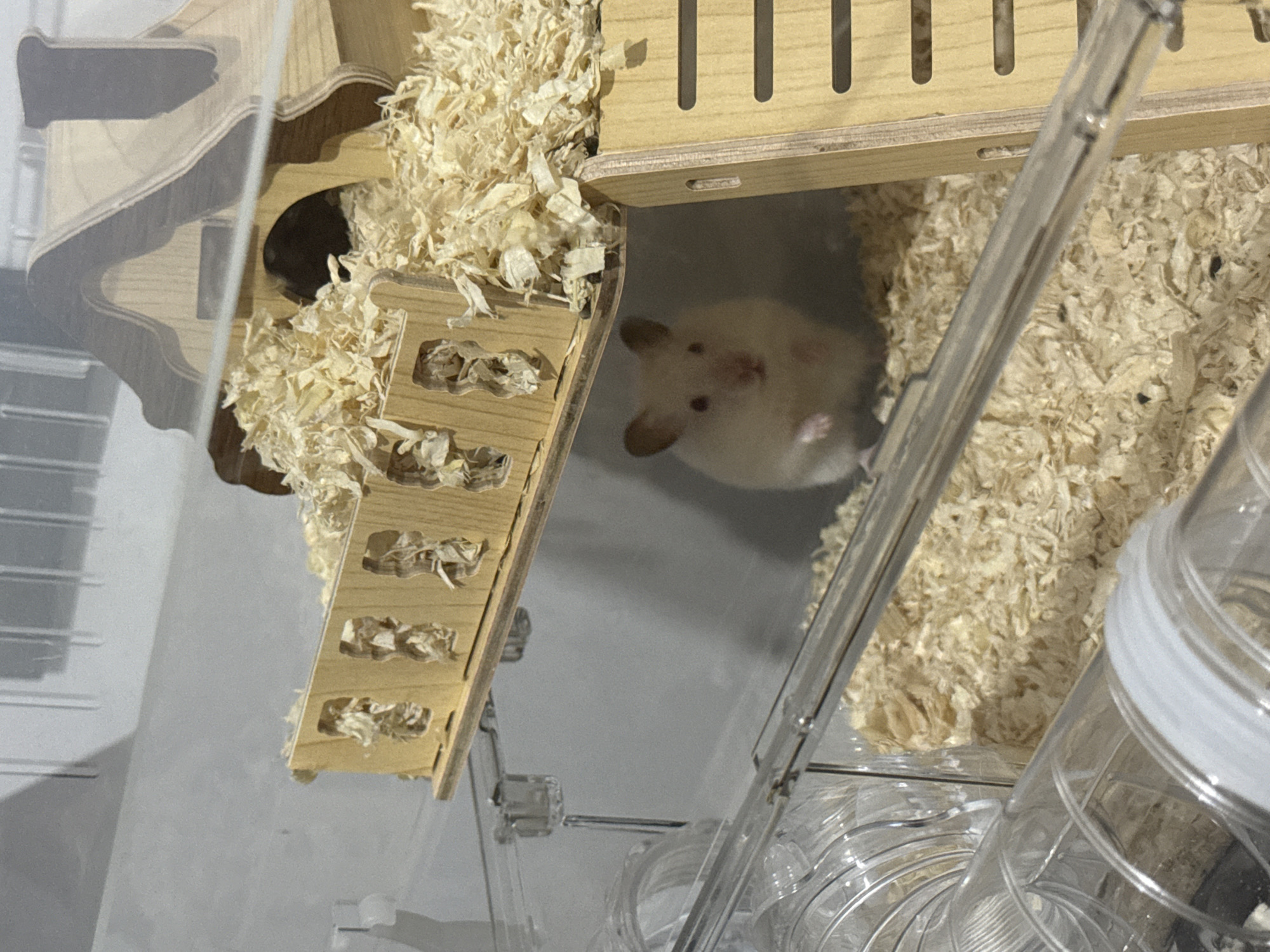 A light-colored hamster with brown ears and eyes is peeking out from under a wooden structure filled with wood shavings. The hamster is positioned in the lower center of the image. The wooden structure appears to be a multi-level habitat for the hamster, with cutouts and a small arched doorway. In the foreground, clear plastic tubes, likely part of the habitat's ventilation or play system, are visible. The background is a light-colored, textured wall. There is no indication of Vostok, Kyrgyzstan in the image.