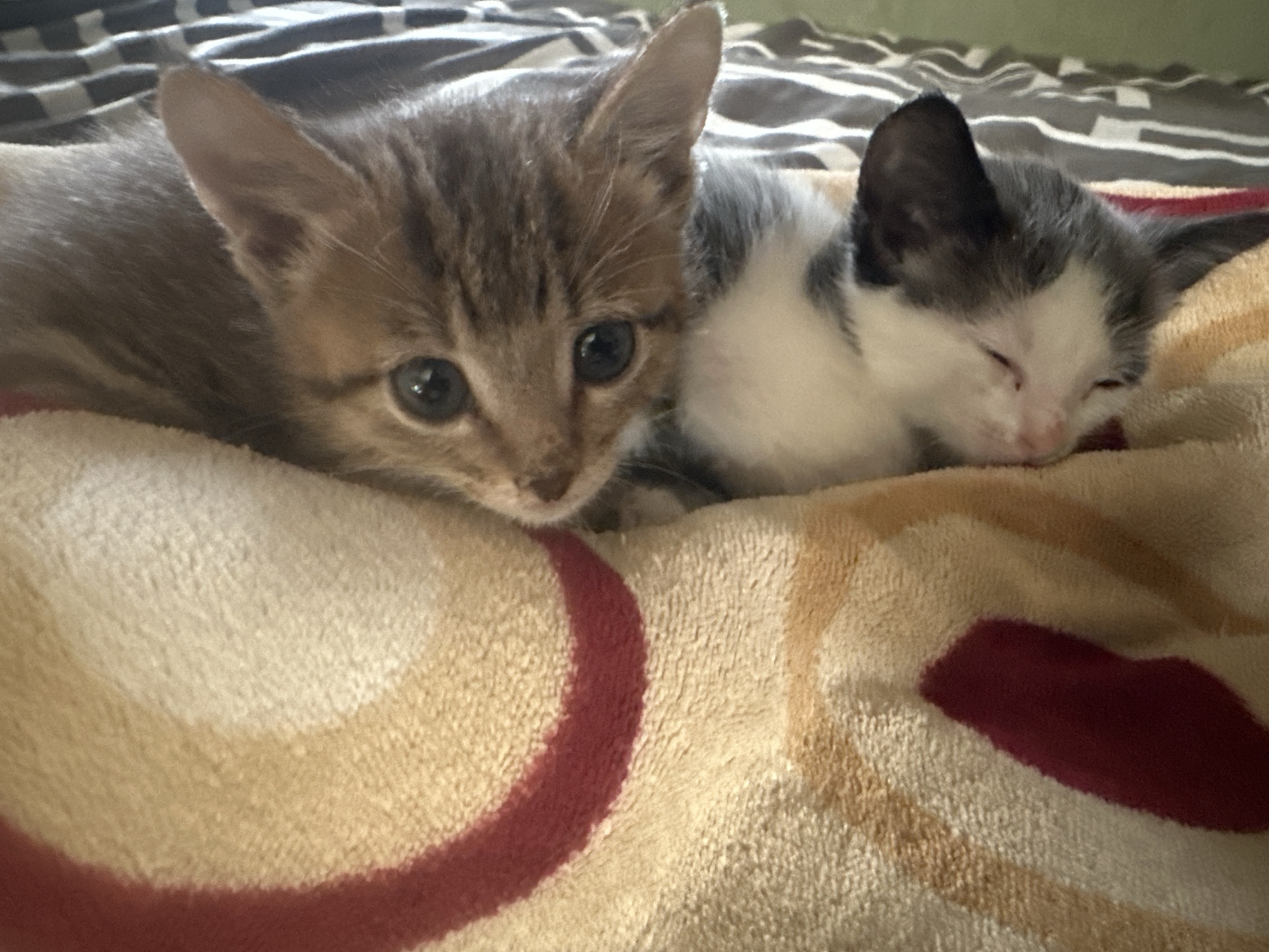 Two kittens are lying on a blanket. The kitten on the left has tabby markings and is awake, looking at the camera. The kitten on the right is white and gray and appears to be asleep. The blanket has a pattern of beige and red circles. The background shows a gray and white striped surface, potentially a bedsheet or other fabric. The image does not contain information to confirm or deny any location of Jos, Nigeria.