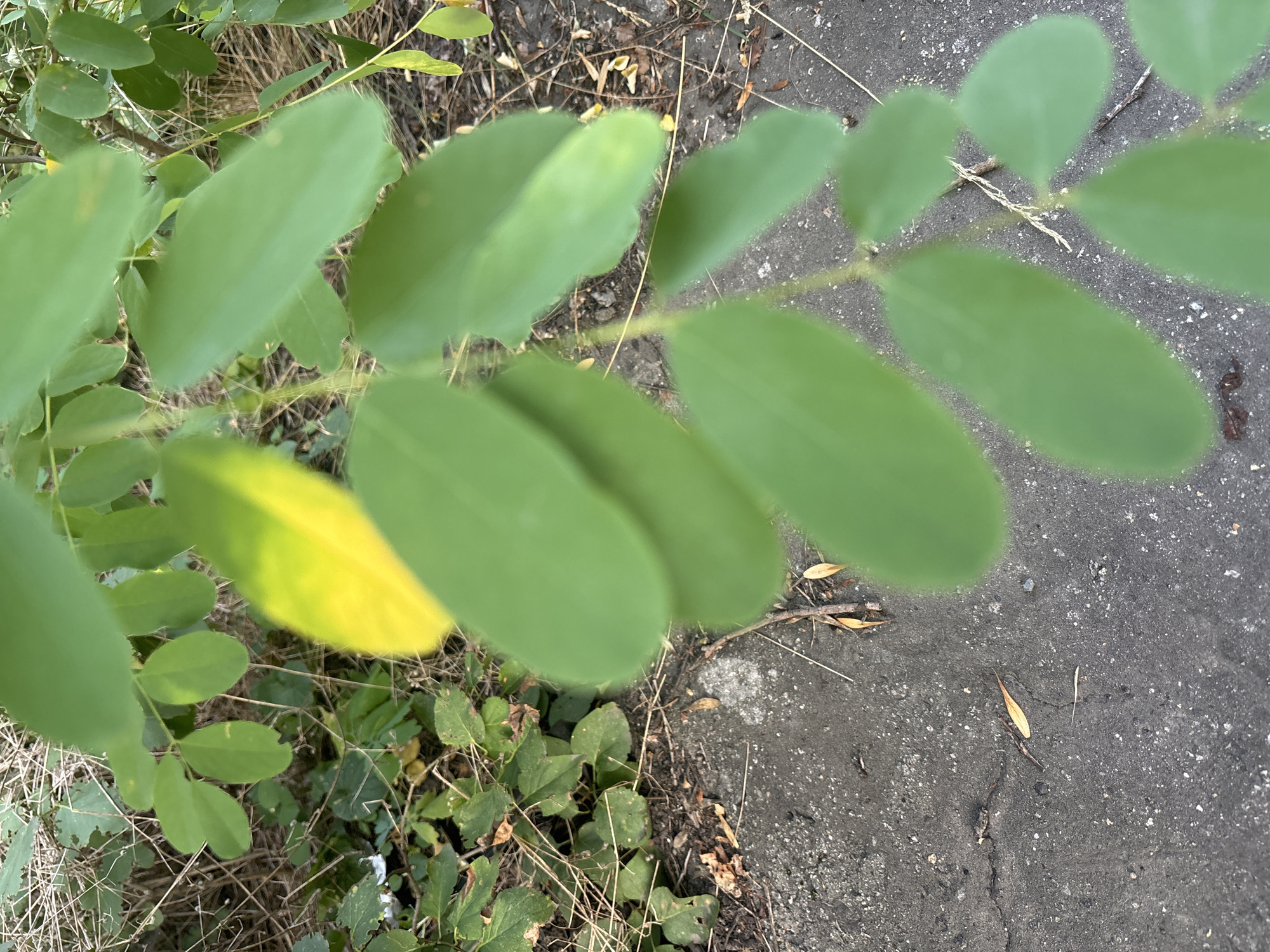 In Kryvyi Rih, Ukraine, an outdoor, close-up, eye-level shot focuses on a branch of a plant with multiple oval, green leaves. One leaf exhibits a distinct yellow discoloration, suggesting a potential health issue or the early stages of seasonal change. The plant's foliage is primarily green, with some leaves appearing slightly out of focus due to shallow depth of field.
Behind the plant, the environment transitions from dry, brown grass and straw-like debris on the left to a grey, cracked asphalt surface on the right. Small pebbles and dirt are visible within the asphalt's texture. A few dried leaves are scattered on the ground. The lighting appears natural, indicating an outdoor setting, likely during daylight hours. No people or animals are present in the frame.
