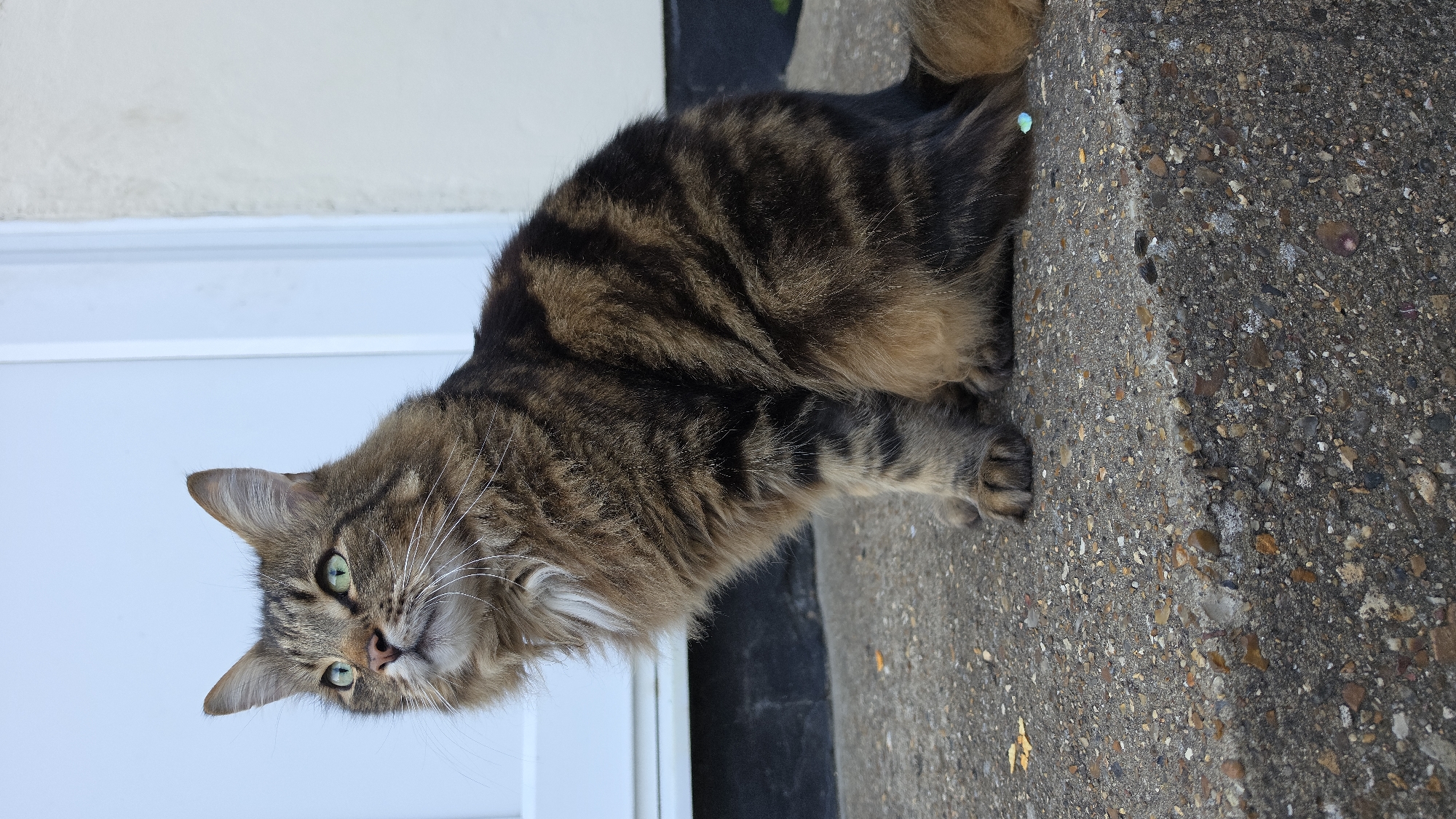 A long-haired tabby cat with distinctive brown and black striped fur and piercing green eyes is captured in an outdoor, daylight photograph, presumably in London, United Kingdom. The cat is positioned on a textured, grey concrete surface, which appears to be a patio or path, next to a light-colored building exterior, possibly a white or pale blue wall or door. A dark strip, likely a step or trim, runs along the base of the wall.
The feline subject is looking directly towards the viewer with an alert and curious expression, its head slightly tilted. Its dense, shaggy fur displays a beautiful pattern of dark stripes against a lighter brown and tan background, particularly visible on its body and tail. Notable features include its prominent white whiskers, a soft pinkish-brown nose, and the intricate details of its paws resting on the pebbled concrete. The bright lighting suggests it is daytime with clear weather. A small, shiny, blue-green speck is visible on the concrete near the cat's hindquarters. No visible text is present in the image. The scene portrays a tranquil moment with a domestic animal in an urban or suburban outdoor setting.