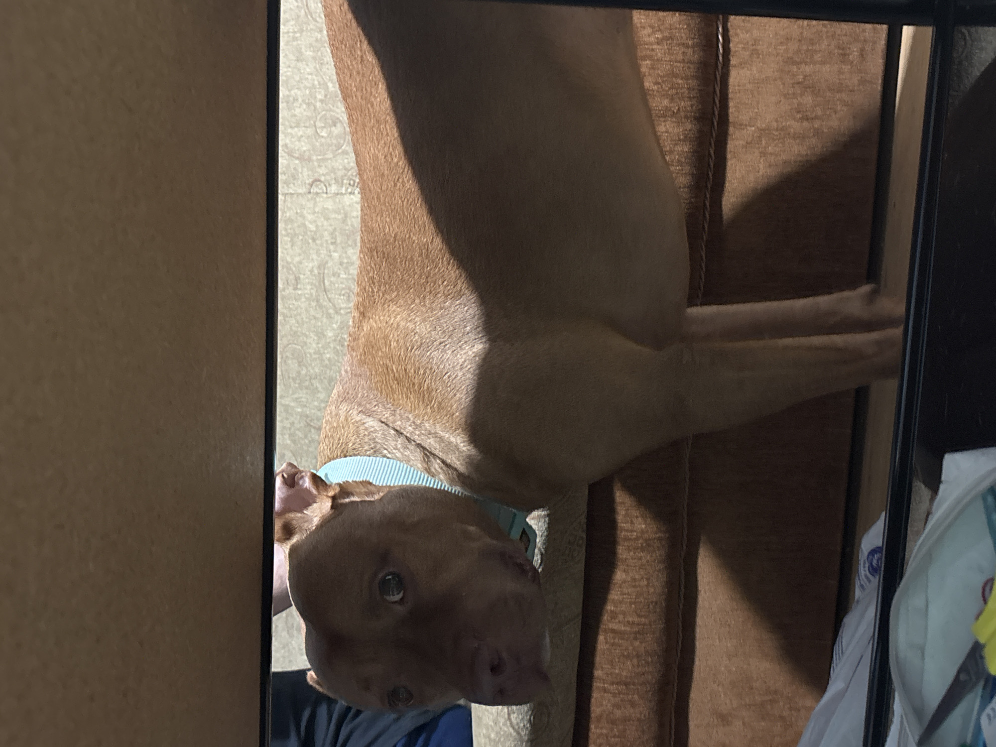 A brown, short-haired dog with a light blue collar is lying on a brown couch. The dog's head is near the bottom left of the image, and its body extends towards the top right. A portion of a beige wall is visible on the left edge of the image. A black metal frame appears on the right side, partially obscuring some white and blue items. The location is not discernible.