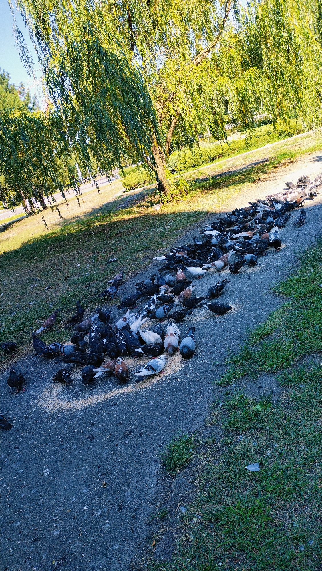 A flock of pigeons is gathered on a paved pathway in a park setting, pecking at scattered grain. The pathway is lined with grass and a weeping willow tree with dense, green foliage casts dappled shade. In the background, more trees and a hint of distant buildings suggest an urban park environment. The scene is lit by bright, natural sunlight, indicating it is daytime. The image was taken in Horishni Plavni, Ukraine.