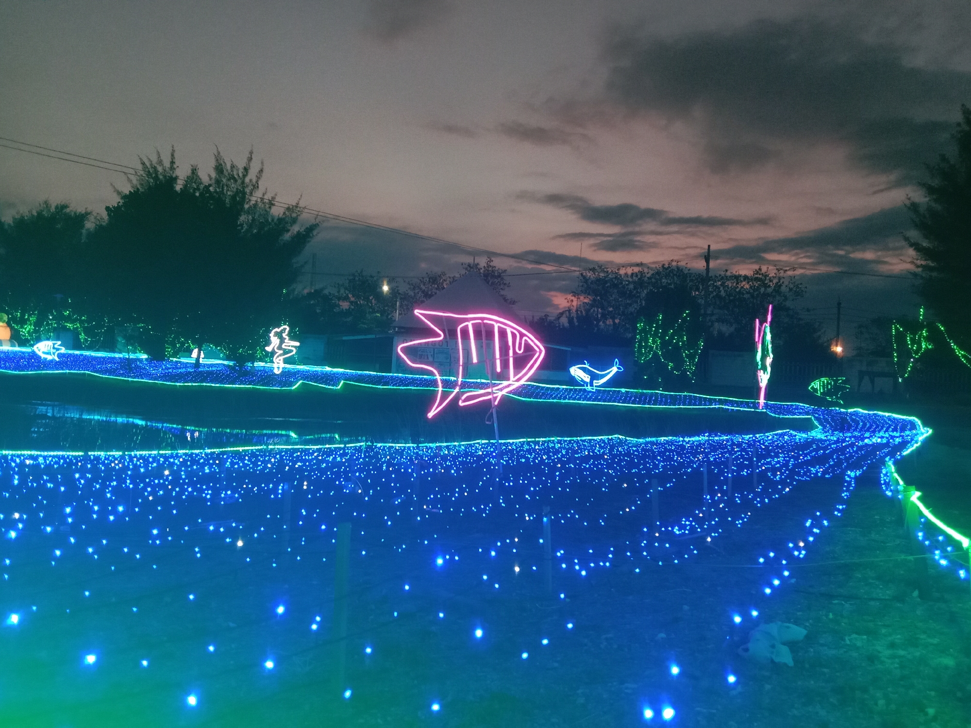 This is a nighttime photograph of a park or outdoor area adorned with extensive Christmas light displays. The dominant colors are vibrant blues and greens, creating an aquatic or oceanic theme, with bright white lights scattered throughout. In the foreground, a path or display area is illuminated by a dense arrangement of small blue lights, giving the impression of water.
Prominently featured are illuminated neon or LED outlines of sea creatures. A large, pink outline of a fish is centrally located, appearing to swim above a blue light display. To its right, a smaller white outline of a whale is visible. Other neon figures, including what appears to be a mermaid-like silhouette, are also present. The lights are strung along structures and foliage, with some trees and bushes silhouetted against the twilight sky. The sky itself is overcast with muted colors of grey, pink, and orange, suggesting either dusk or dawn.
There are no people clearly visible in the frame. The setting appears to be a public space designed for decorative illumination, likely a festive event or attraction. The overall atmosphere is illuminated and somewhat ethereal due to the lighting. The specific location in Probolinggo, Indonesia, is not visually evident from the image itself, but the description suggests an outdoor, possibly coastal or park-like environment.