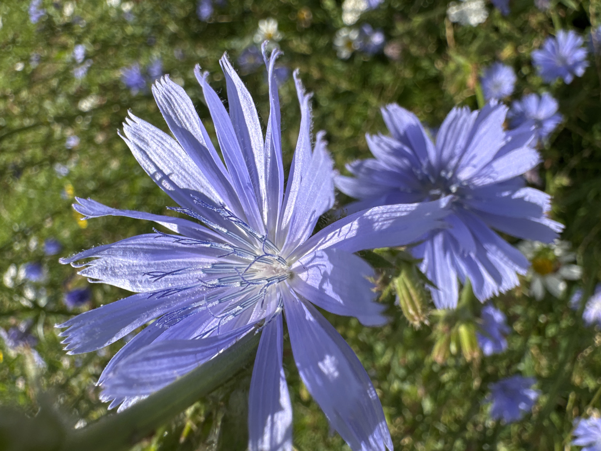 A close-up, eye-level, vertical, outdoor, daytime shot features a cluster of bright purple chicory flowers in a field of green foliage. The primary focus is on a large, fully bloomed chicory flower with delicate, elongated petals and thin blue stamen. A second, smaller chicory flower is partially visible in the foreground. The background is blurred, showing more chicory flowers, daisies, and other small wildflowers. The lighting suggests a sunny day, casting subtle shadows on the petals. There are no people or man-made objects visible in the frame. The scene depicts a natural meadow environment, likely in Saint Petersburg, Russia, given the commonality of such flora in the region.