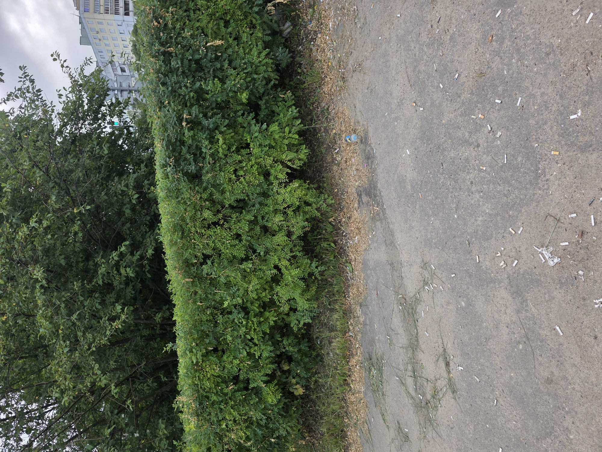 A wide shot shows a dense, green hedge bordering a grey asphalt path. The hedge is thick and overgrown, with many small green leaves. Behind the hedge, a large tree with dark green leaves is visible, and further in the background, a multi-story apartment building with white and light blue facades stands under a cloudy sky. The asphalt path in the foreground is littered with numerous cigarette butts, small pieces of dried leaves, and some blades of grass. A clear plastic water bottle is lying on its side near the base of the hedge. The scene appears to be an outdoor public space in a city.