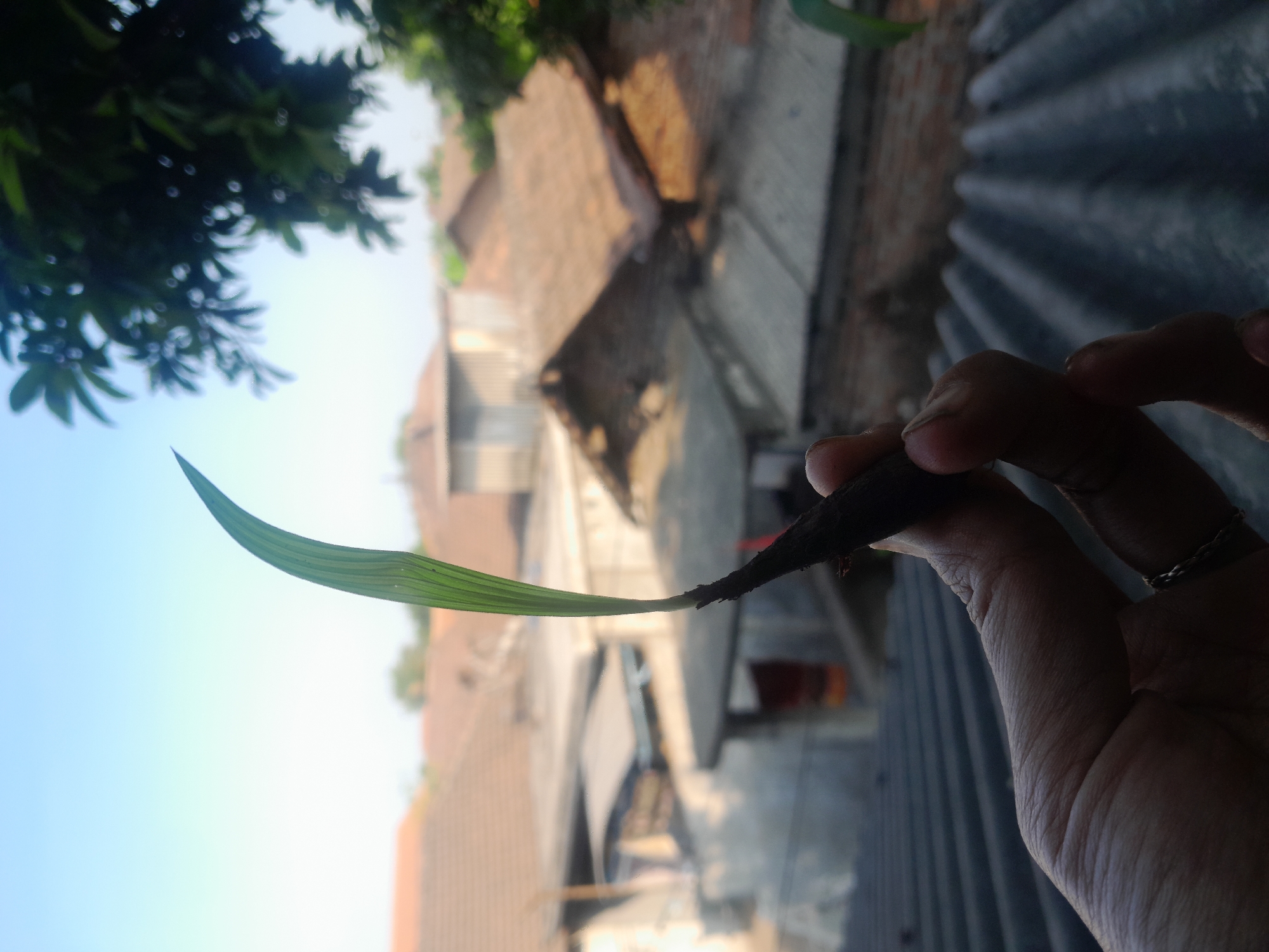 In the foreground, a person's hand holds a small seedling. The seedling, with a dark brown base and a single green leaf unfurling upwards, is positioned in the center of the frame. The hand, with visible skin texture and a ring on one finger, grips the seedling from below. The background depicts a residential area with multiple rooftops, characteristic of a city in Keboharan, Indonesia. The sky above is a clear, light blue, suggesting daytime. Lush green foliage from a tree branches into the upper right corner of the image. The scene is captured from a slightly elevated perspective, looking out over the rooftops towards the horizon.