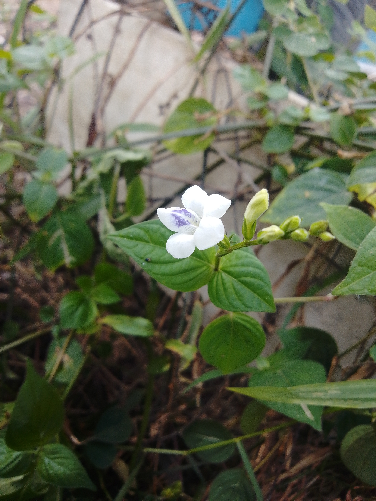 A close-up, shallow depth of field photograph captures a single, delicate white flower with purple markings on its petals. The flower is centered in the frame and is surrounded by lush green leaves and stems. Several unopened flower buds are visible to the right of the main flower, indicating ongoing growth. The background is a blur of natural elements and a pale, textured surface, possibly a wall or large planter, with some hints of blue in the upper right corner. The overall impression is one of natural beauty and tranquility. The image does not provide information about its location in Seuneubokpidie, Indonesia, or any specific details about people, actions, or interactions.