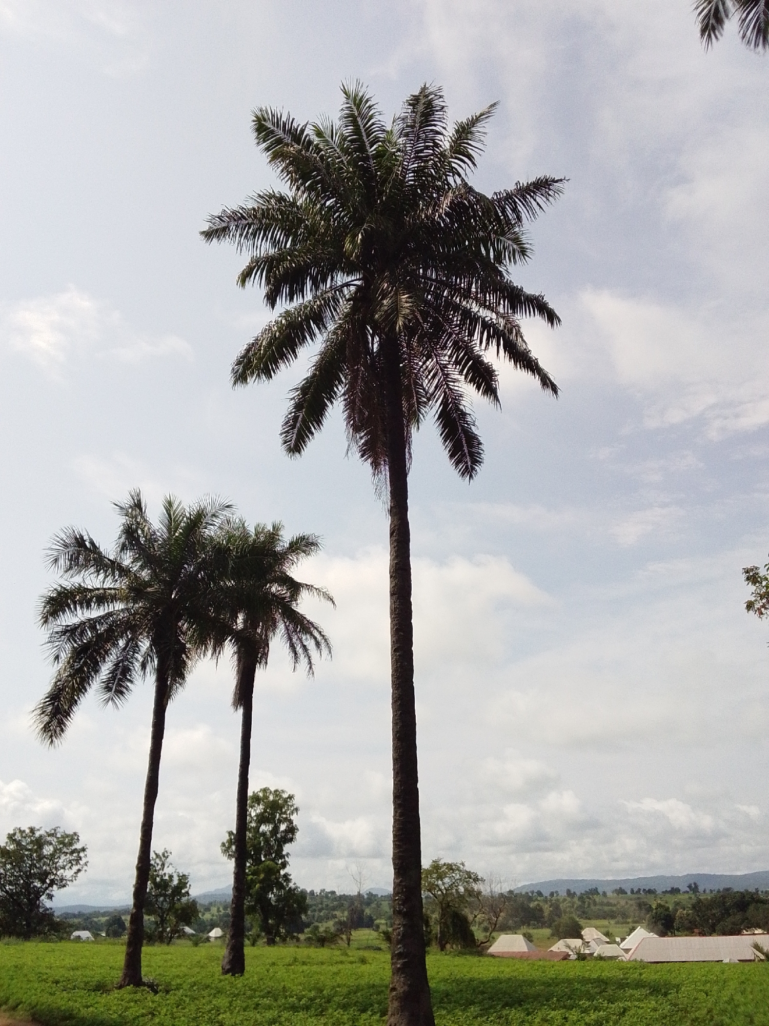 The image shows a rural landscape near Serti, Nigeria. Three tall palm trees dominate the foreground, with their fronds reaching towards a cloudy sky. The largest palm tree stands in the center, with two smaller ones to its left. In the background, a lush green field stretches out, dotted with a few scattered trees and buildings with white roofs. The horizon is lined with rolling hills. The overall scene depicts a serene, natural environment.