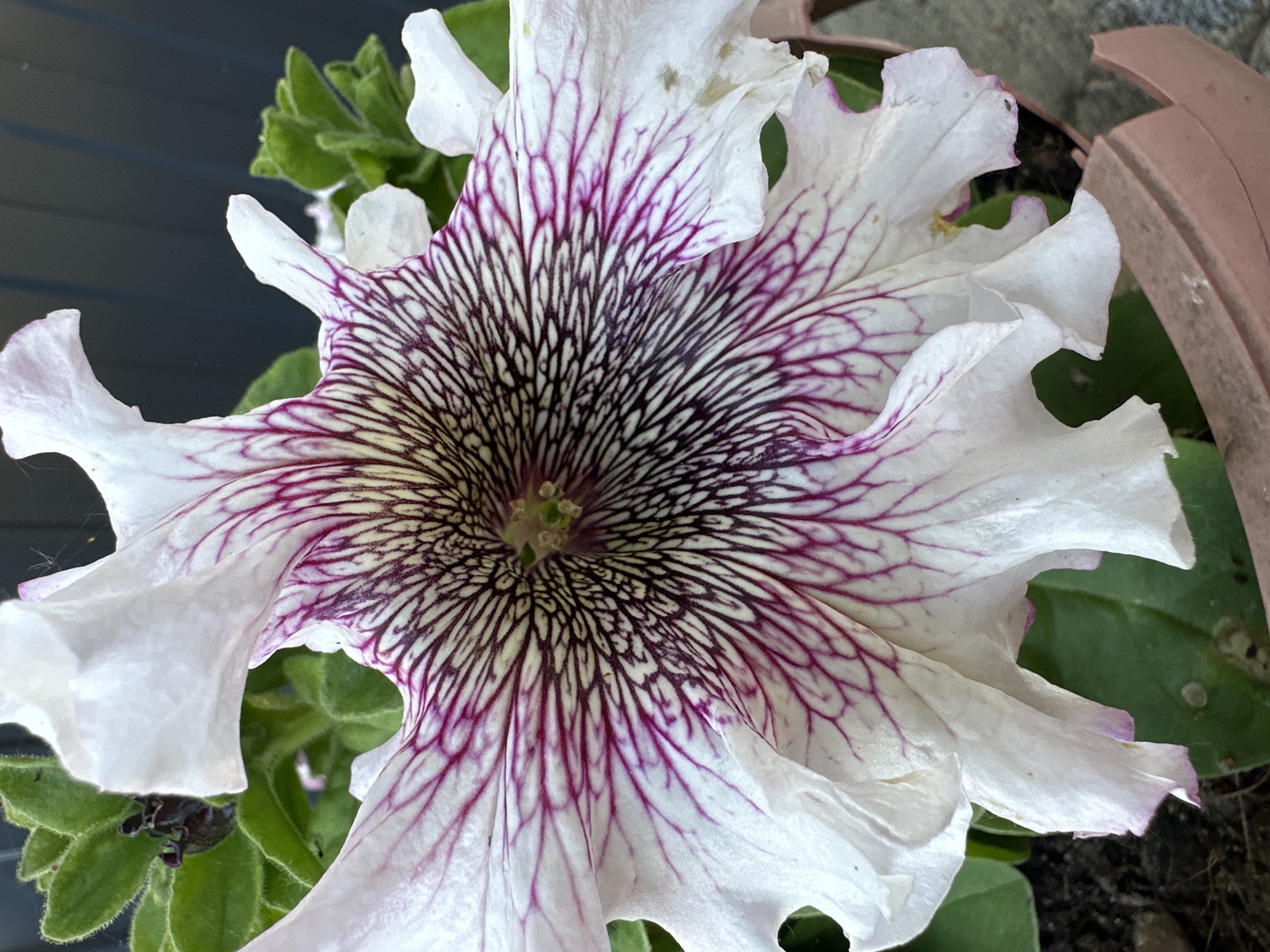 A close-up shot showcases a white petunia flower with striking purple veins radiating from its center. The flower's petals are ruffled and delicate, with some showing slight imperfections. The center of the flower is a cluster of yellow and green stamens, with faint purple markings. Green leaves are visible behind and beneath the flower, some slightly out of focus. The background is a mix of dark grey, possibly a wall or fence, and a blurred, reddish-brown object that appears to be part of a planter. The lighting suggests it is daytime, with natural light illuminating the flower. There are no people or text visible in the image. The overall impression is a detailed study of the intricate patterns and textures of the blooming petunia.