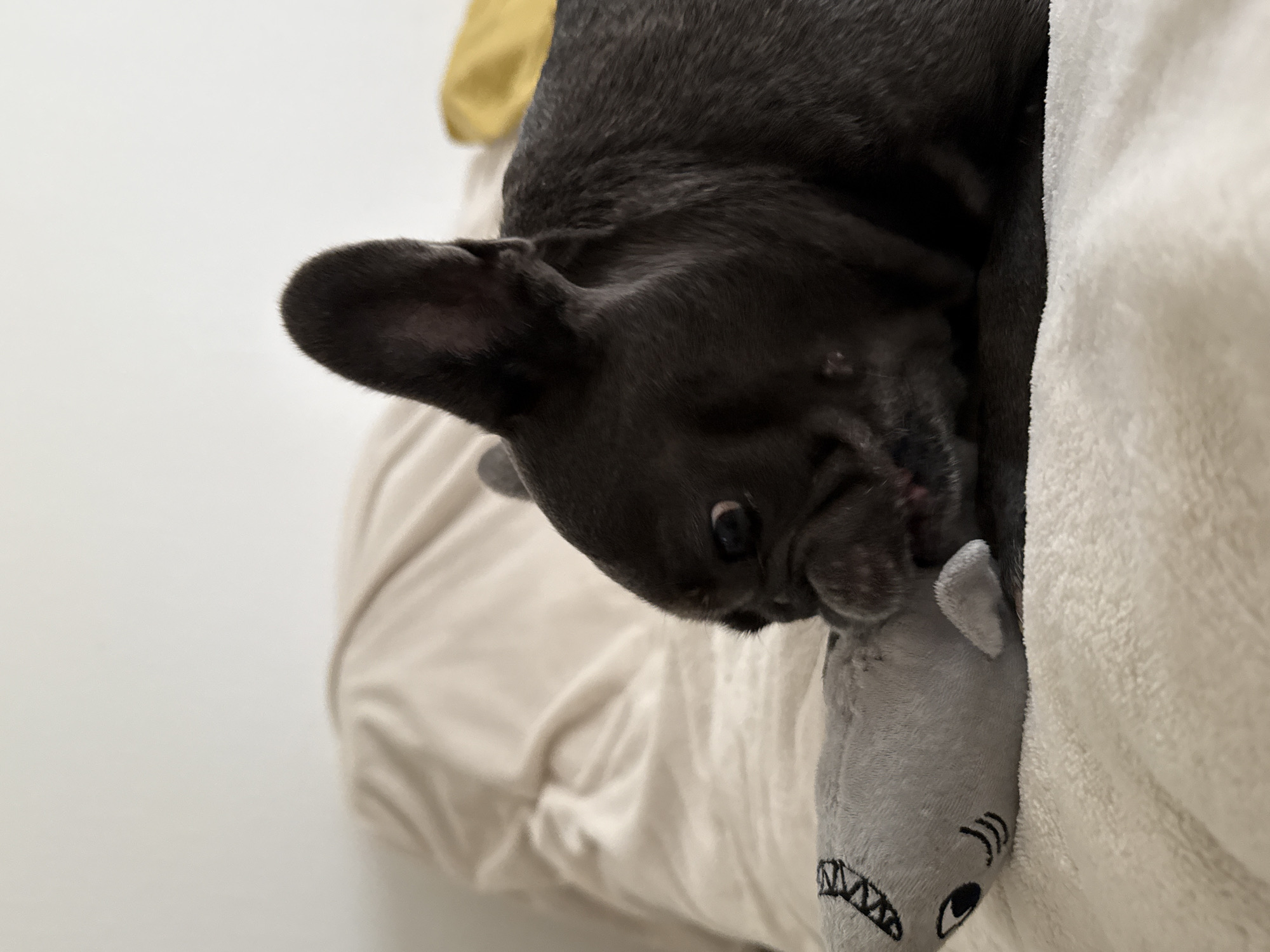 A dark grey French bulldog is playing with a small, grey plush shark toy on a beige blanket. The dog is on the right side of the frame, with its head close to the toy, appearing to be biting it. The shark toy has a cartoonish design with embroidered eyes and a jagged mouth. The background consists of a white wall and a soft beige blanket, suggesting an indoor setting. The image does not provide any information about the location in the city of Bad Sachsa, Germany.