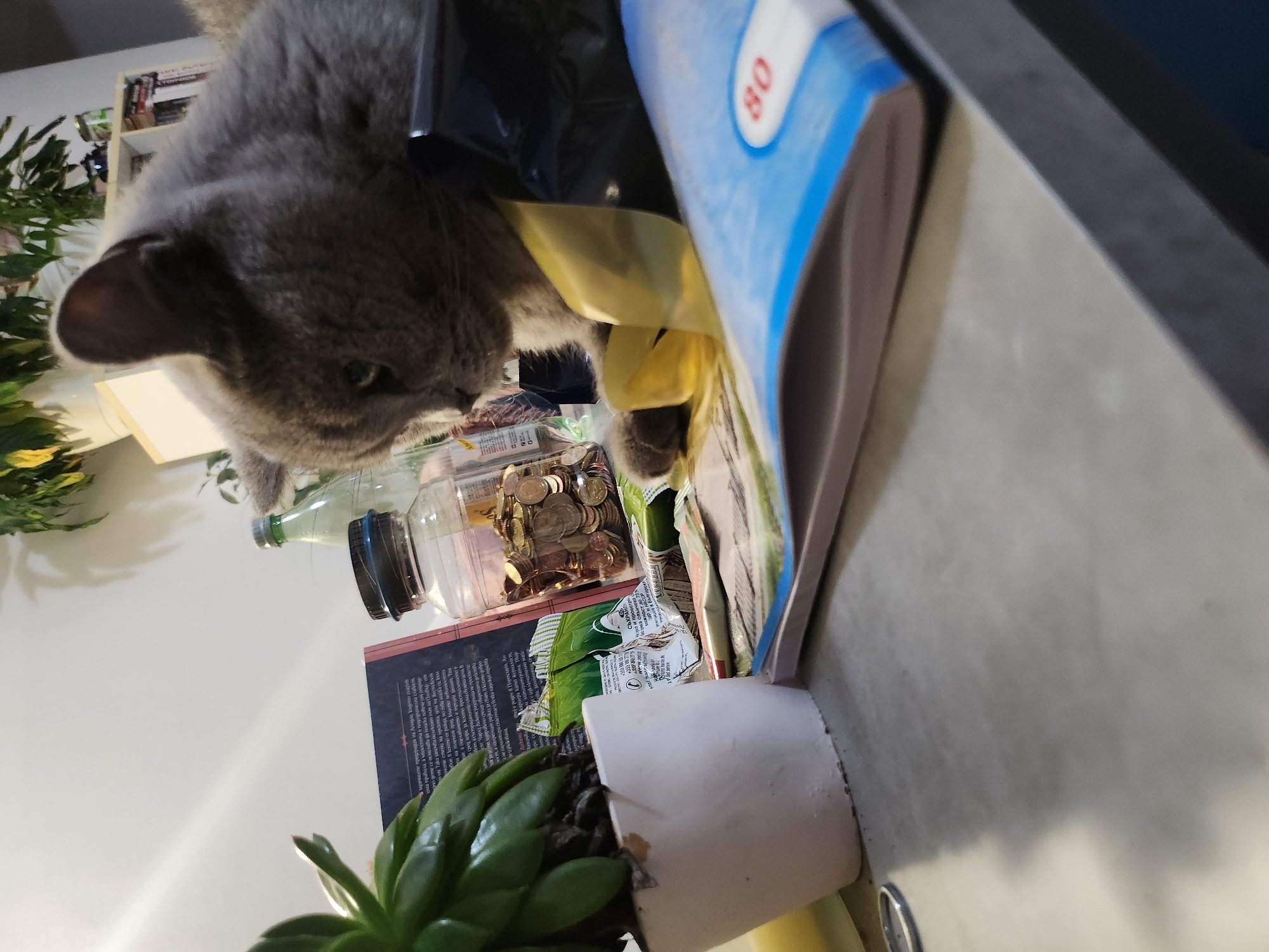 A medium-shot, low-angle photograph captures an indoor tabletop scene, situated in Tsarevo, Bulgaria. The central subject is a grey domestic cat, positioned in the mid-ground, facing right and looking down towards the table surface. Its right front paw rests upon a piece of crumpled yellow translucent material, likely plastic packaging.
To the left of the cat, a clear glass jar is prominently displayed, filled with numerous small metallic coins, appearing to be cents or stotinki. Behind this jar, a clear glass bottle with a silver cap is partially visible. Further to the left, a small succulent plant in a light pink ceramic pot is visible. An open book with text printed in Cyrillic script, identified as Bulgarian, is present between the plant and the coin jar, displaying phrases such as "мрачните предчувствия на Ашлидж." Several crumpled snack wrappers, also bearing Bulgarian text and contact information, are scattered across the tabletop.
In the immediate foreground, to the right, a blue and white rectangular package, possibly of wet wipes, features the number "80" in red on a white oval. A dark, possibly black, object or bag is partially obscured behind the cat and to its right.
The environment consists of a light grey tabletop. The background features a white wall with a bright reflective area in the upper left, and green foliage from an indoor plant in the upper right. A white shelving unit containing books and other items is partially visible behind the cat and bottles. No human subjects are present in the image.