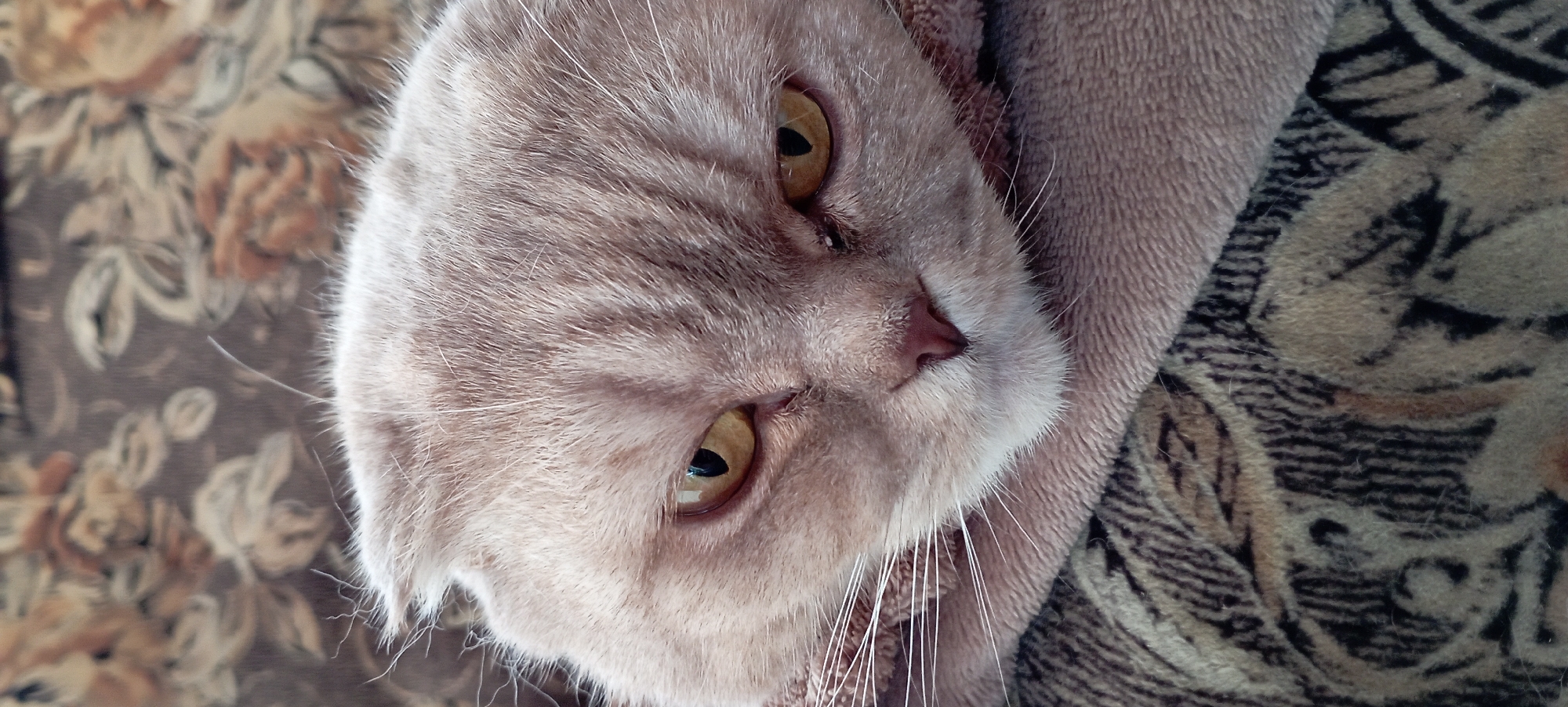 A close-up, low-angle shot shows a light brown Scottish Fold cat with yellow eyes lying on a patterned brown blanket. The cat's ears are folded down, and its face is partially obscured by its fur. The cat's eyes are looking forward, and its expression appears stern. The blanket has a floral pattern with muted colors of beige, brown, and black. The background is out of focus, but appears to be a similar patterned fabric. The image was taken in Radisne, Ukraine.