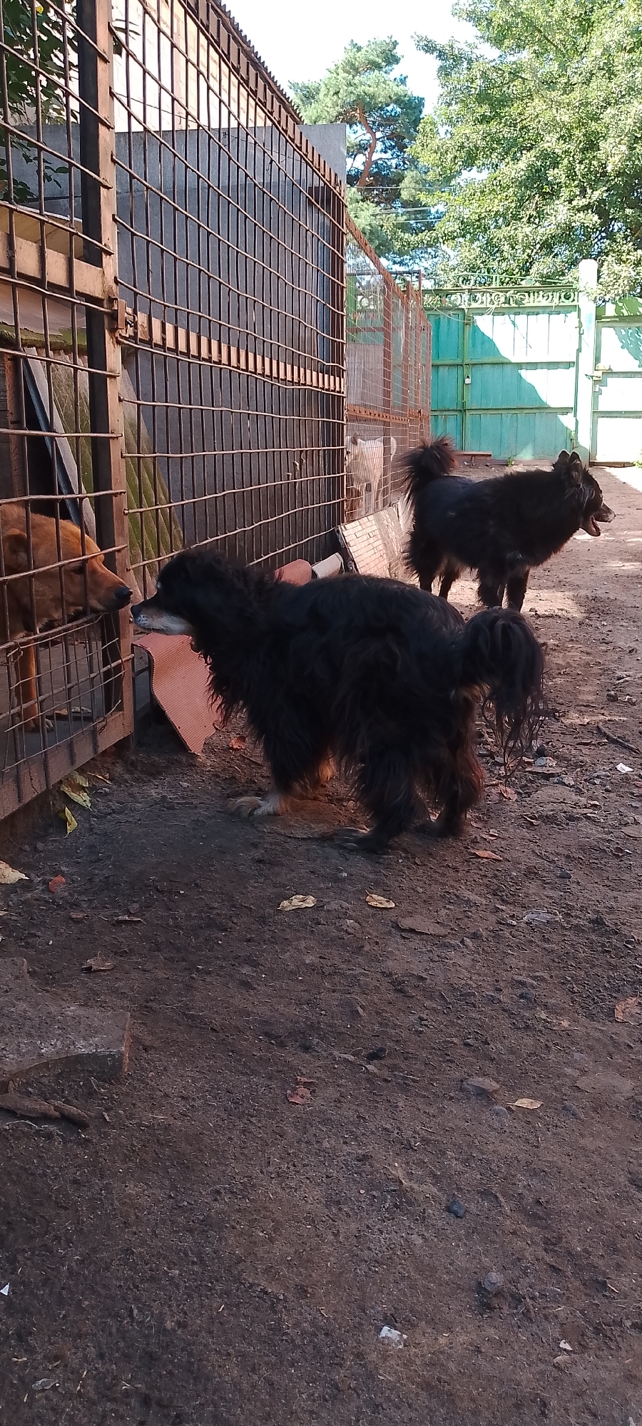 This is a vertical, full shot image of an outdoor dog kennel area. The foreground is dominated by dark, dry dirt and scattered leaves, with some larger rocks visible. In the mid-ground, a long-haired black dog is standing, facing towards the left side of the frame. Its fur is shaggy, and its tail is bushy and curved upwards. To its right, another long-haired black dog is visible from the rear, also with a bushy tail. These dogs are in an open area.
In the background, a rusty metal fence runs across the frame. Through the fence, a tan-colored dog is visible behind bars, looking outwards towards the black dog. Further back, another green fence or wall is visible, along with trees and some industrial-looking structures, suggesting an urban or semi-industrial environment. The lighting indicates it is daytime, with sunlight casting shadows. The overall scene depicts dogs in an enclosure within a facility that appears to be a shelter or pound.
The provided context identifies the location as Belgorod, Russia.