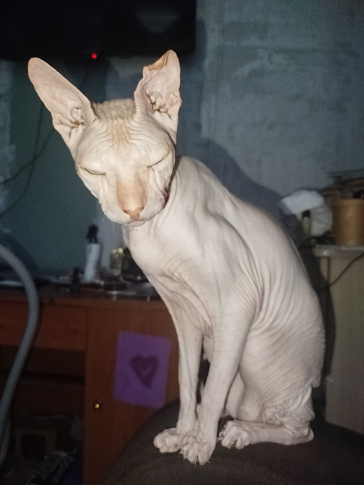 A light-skinned Sphynx cat with wrinkled skin and large ears sits on a dark surface. The cat is facing slightly left with its eyes closed. In the background, a dark surface with a faint red light is visible at the top. To the left, a wooden cabinet with various objects on top and a purple square with a heart shape are present. The environment appears to be indoors. This image was taken in Zavodoukovsk, Russia.