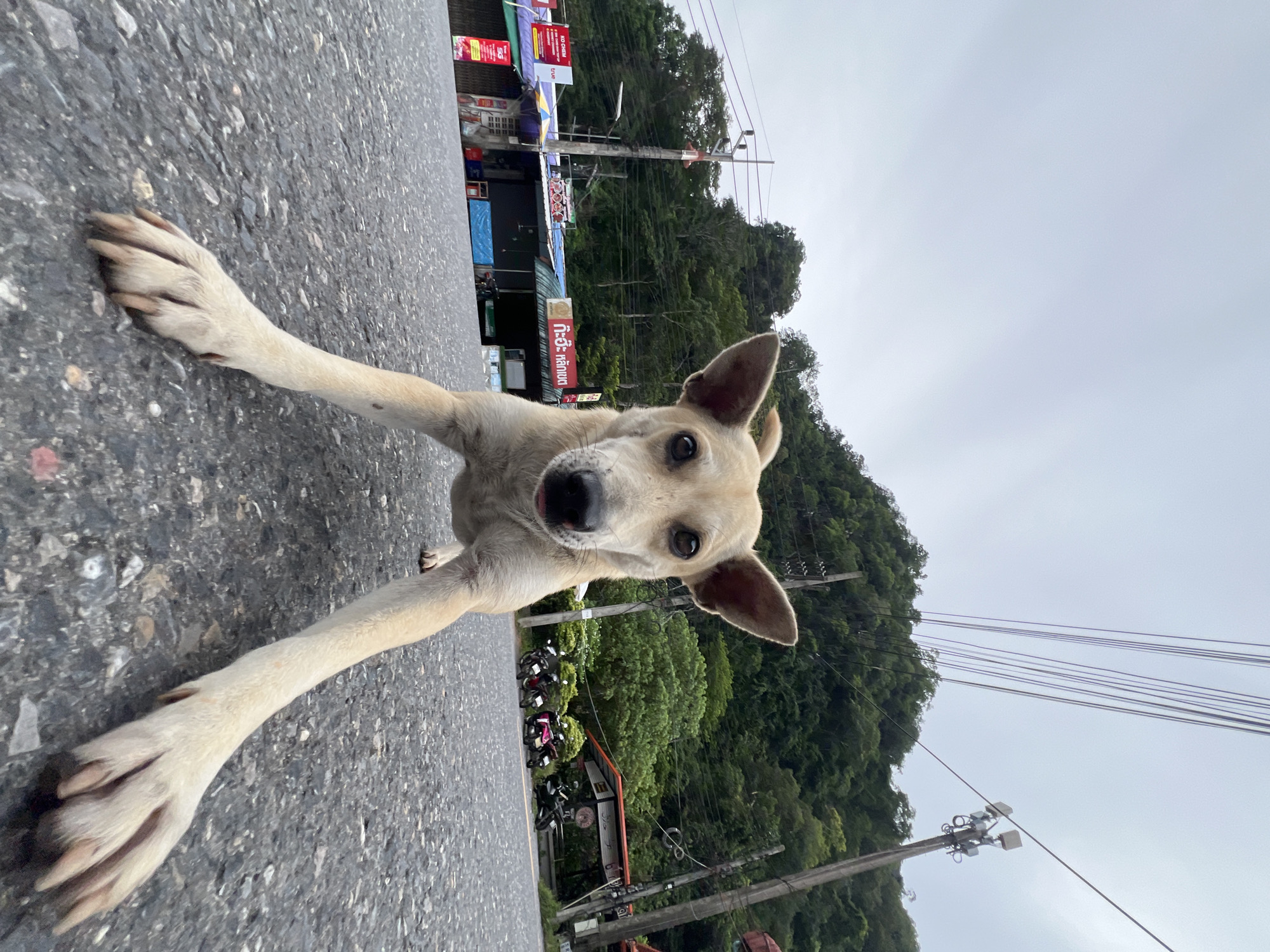 This is a low-angle, wide shot of a light-brown dog lying on an asphalt road, stretching its front legs forward and looking directly at the camera. The dog's head is in the center of the frame, with its ears perked up and a slight tongue curl. In the background, there are several buildings with awnings and signs, some of which appear to be shops. A row of motorcycles is parked in front of one of the buildings. Further back, a lush, green, tree-covered hill rises up, with power lines strung across it. The sky is overcast and grey. The scene appears to be outdoors, possibly in a rural or semi-urban area given the presence of shops, parked motorcycles, and the natural landscape. There is visible text on some of the signs, including what appears to be Thai script. The overall mood is friendly and inquisitive, due to the dog's direct gaze and posture. The lighting suggests it might be daytime, but the overcast sky indicates potentially cloudy or rainy weather.