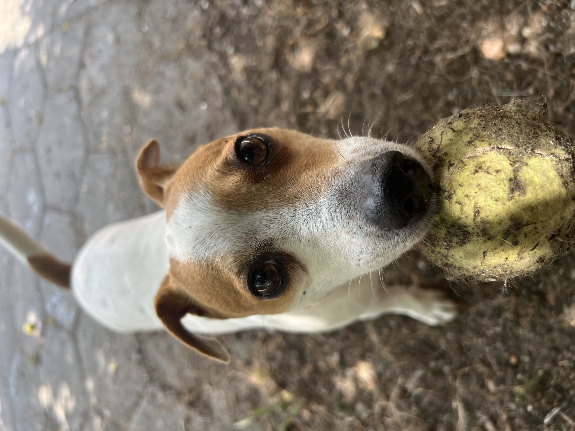 This is a close-up, high-angle shot of a Jack Russell Terrier dog with brown and white markings, looking directly up at the camera. The dog's nose is very close to a fuzzy, dirty tennis ball, which is partially in the frame. The dog's eyes are dark and reflective, and its ears are pointed. The background consists of a textured, earthy ground with some dry leaves and twigs, and a hint of a paved surface in the lower left corner. The lighting suggests it is daytime, possibly outdoors in natural light. The overall impression is of an eager dog ready to play. There is no visible text in the image.