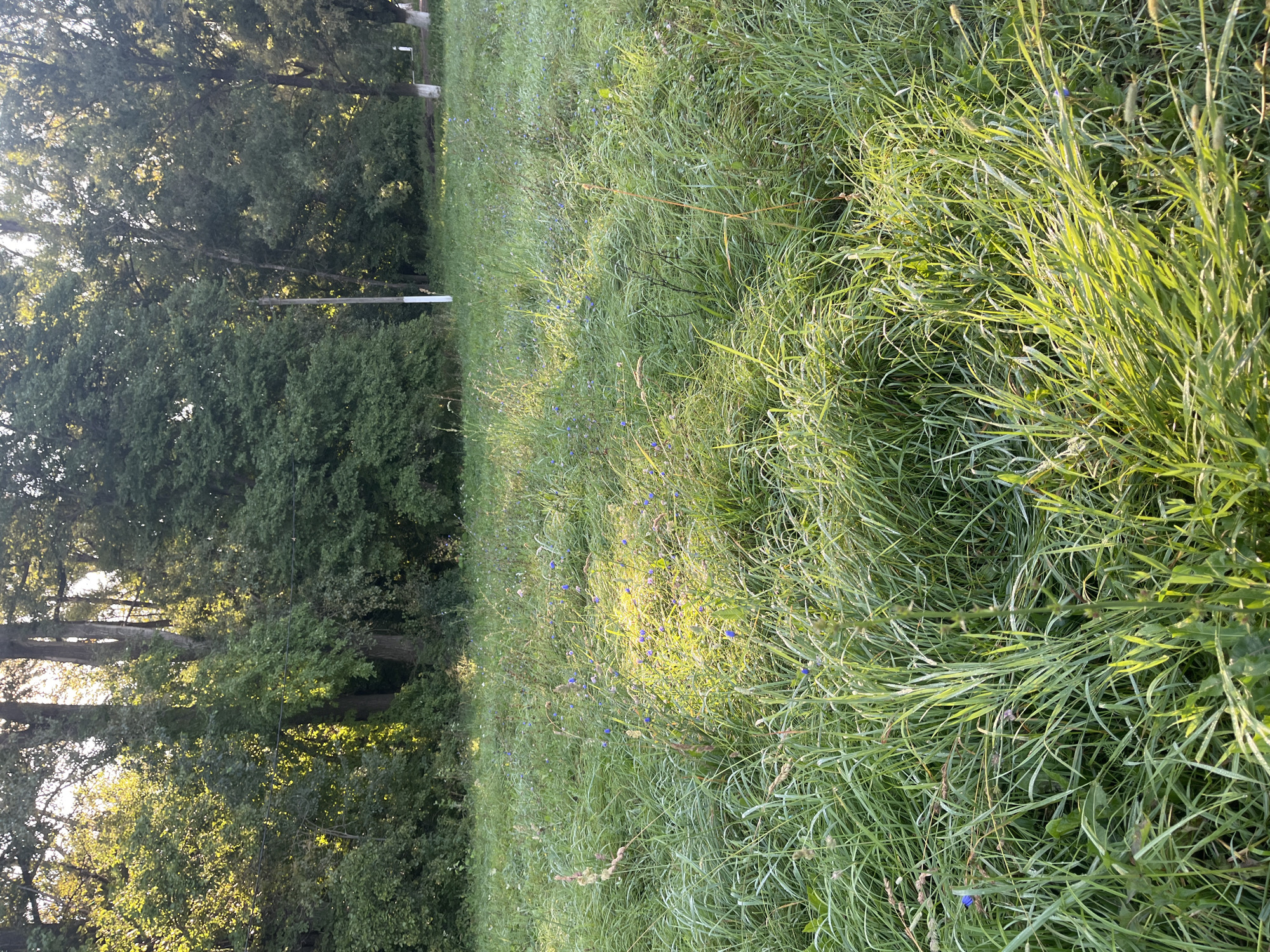 The image shows a field of tall grass with scattered small blue flowers. The grass is lush and green, with some areas illuminated by sunlight, creating a dappled effect. In the background, there is a dense line of trees, some of which are quite tall. There are also two white posts visible in the background, one with a white stripe near the bottom. The overall impression is one of a natural, uncultivated area. The location is identified as Blagoveshchensk, Russia.