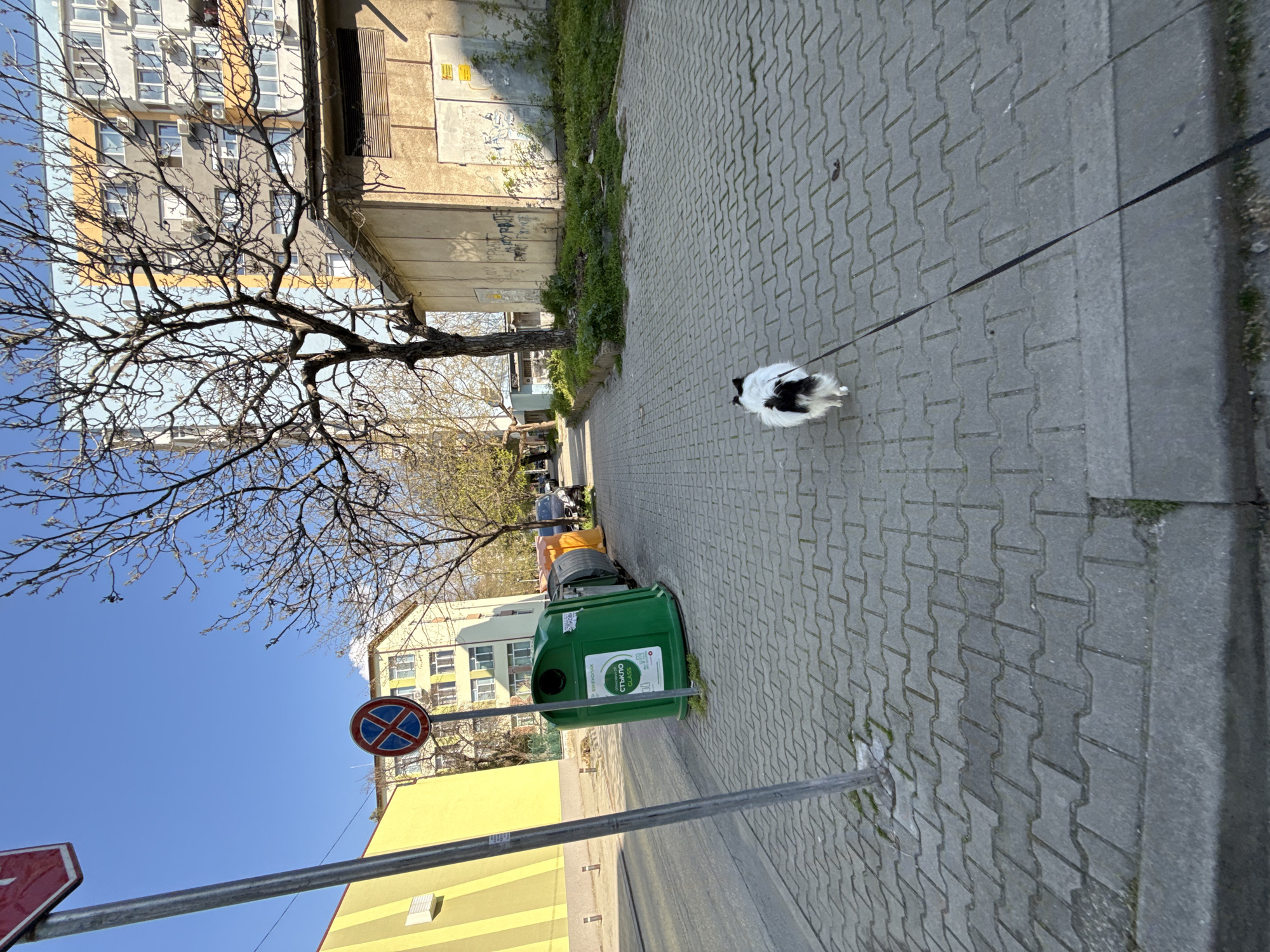 The image shows an outdoor scene in Stara Zagora, Bulgaria, on a paved sidewalk. A black and white dog is walking away from the camera on a leash. To the left, there is a bare tree, buildings, and street signs. A green recycling bin labeled "СТЪКЛО / GLASS" is next to the sidewalk. In the background, there are several other bins. The sky is clear and blue.